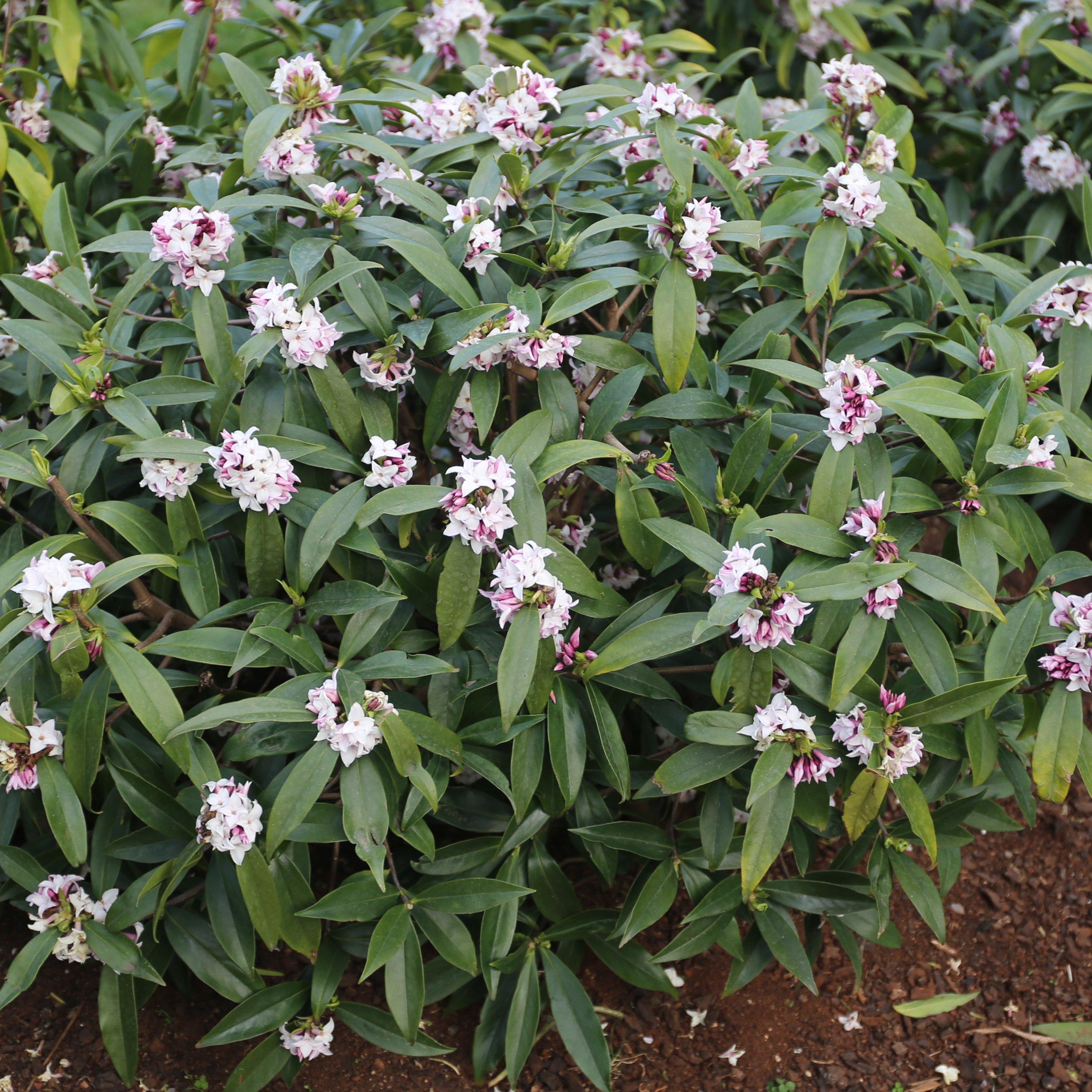 Yougarden  Pink Daphne Perfume Princess 13Cm - 13cm Pot