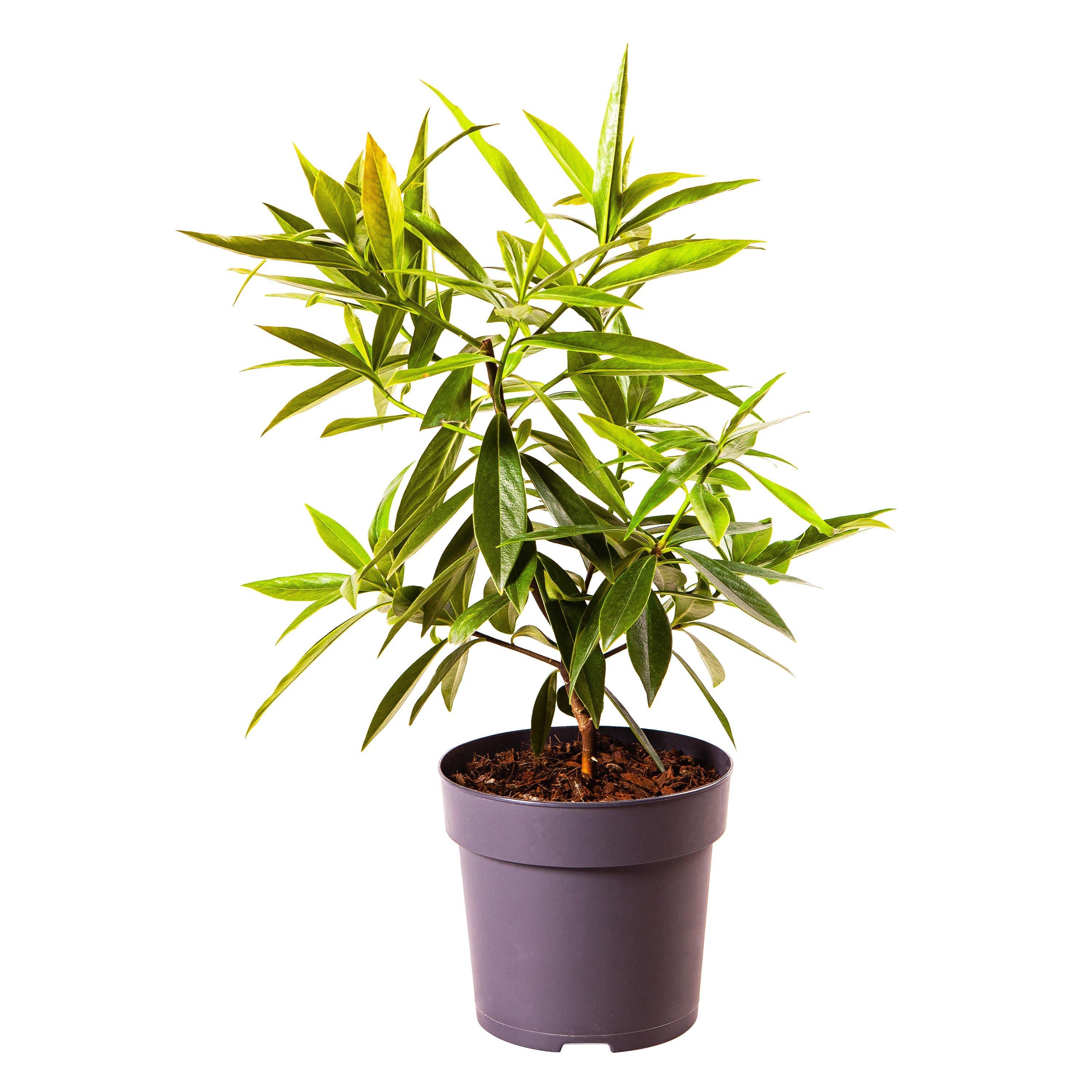 Pink - YouGarden - Daphne Perfume Princess 13cm - 3