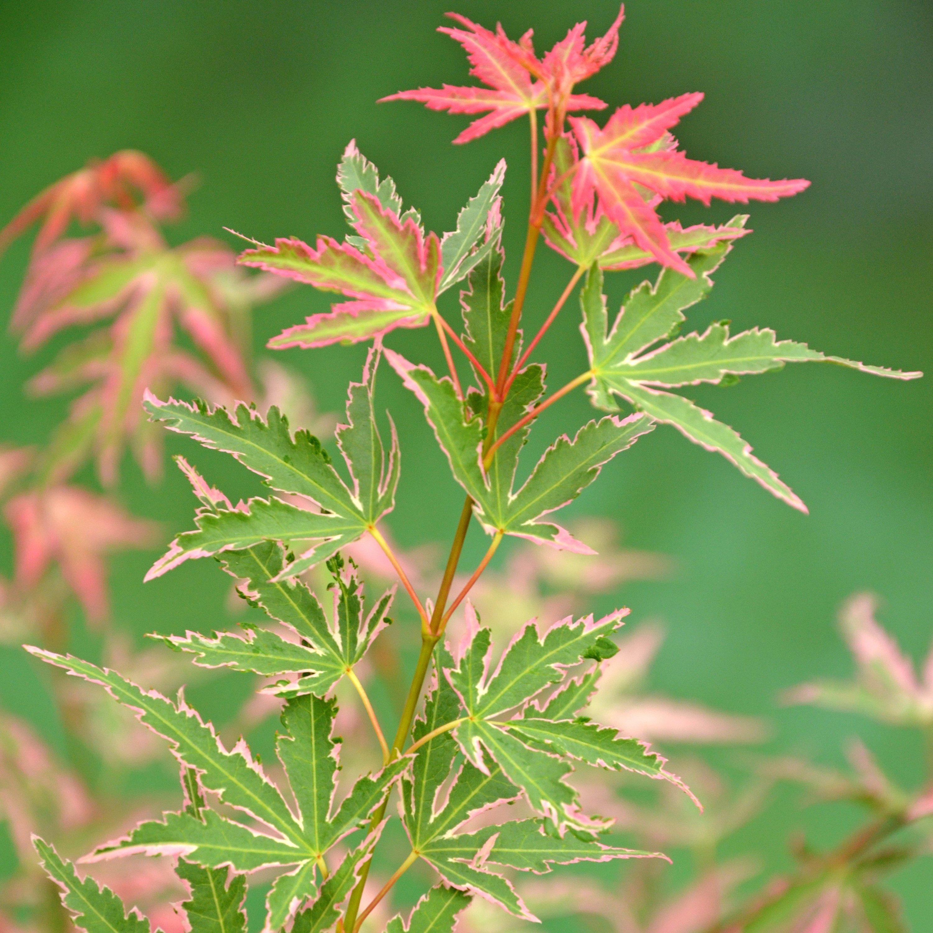 Yougarden  Acer Palmatum Taylor 3L - Pink - 3L Pot