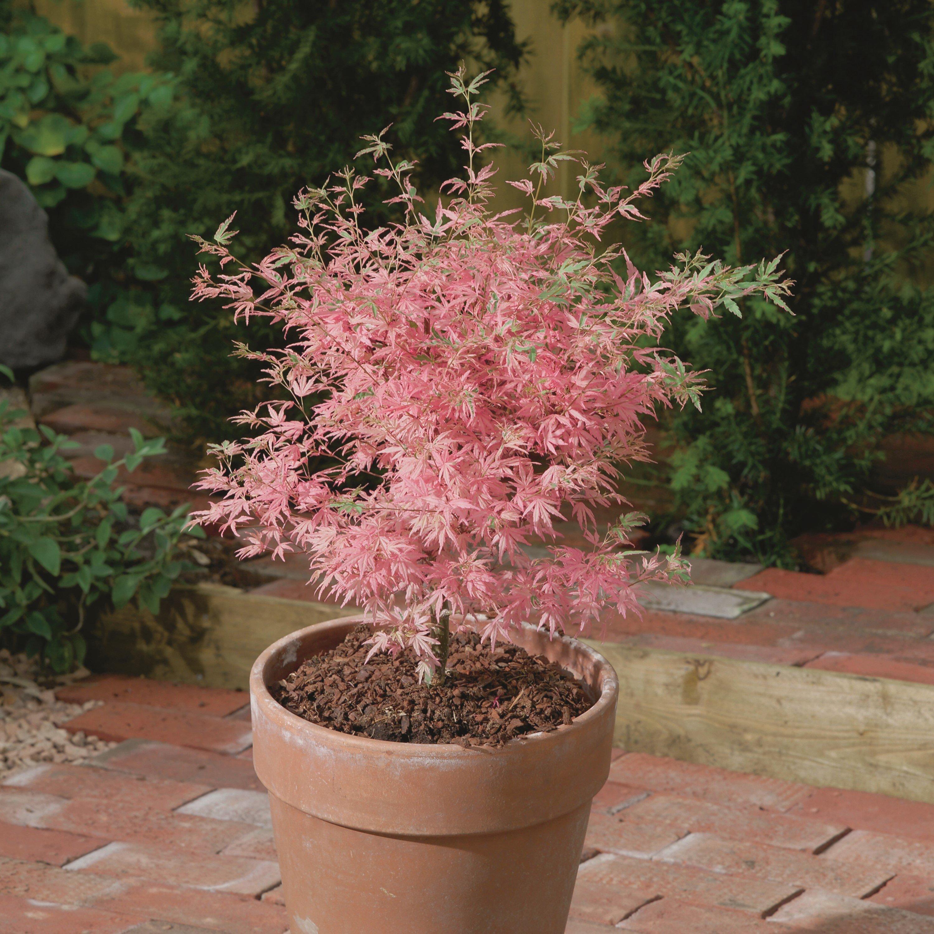 Pink - YouGarden - Acer palmatum Taylor 3L - 2