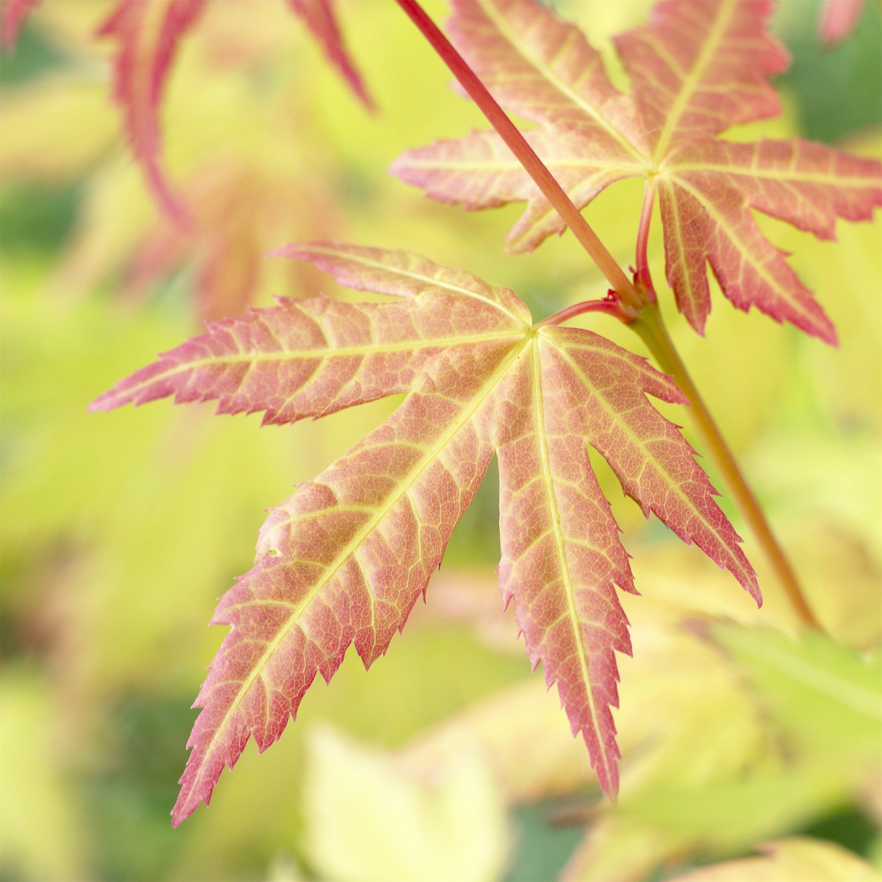Yougarden  Acer Palmatum Dream 3L Orange - 3L Pot