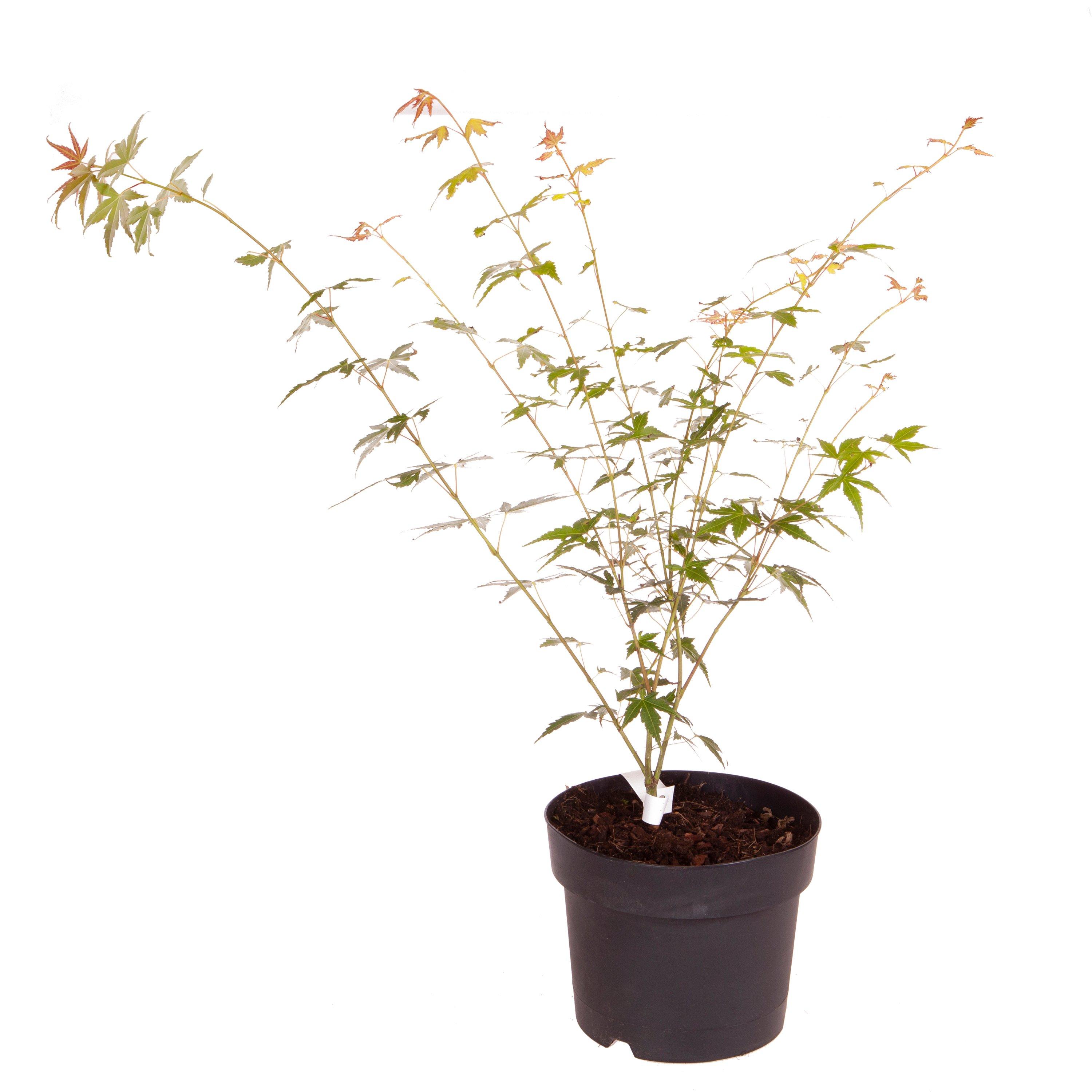 Orange - YouGarden - Acer palmatum Orange Dream 3L - 2