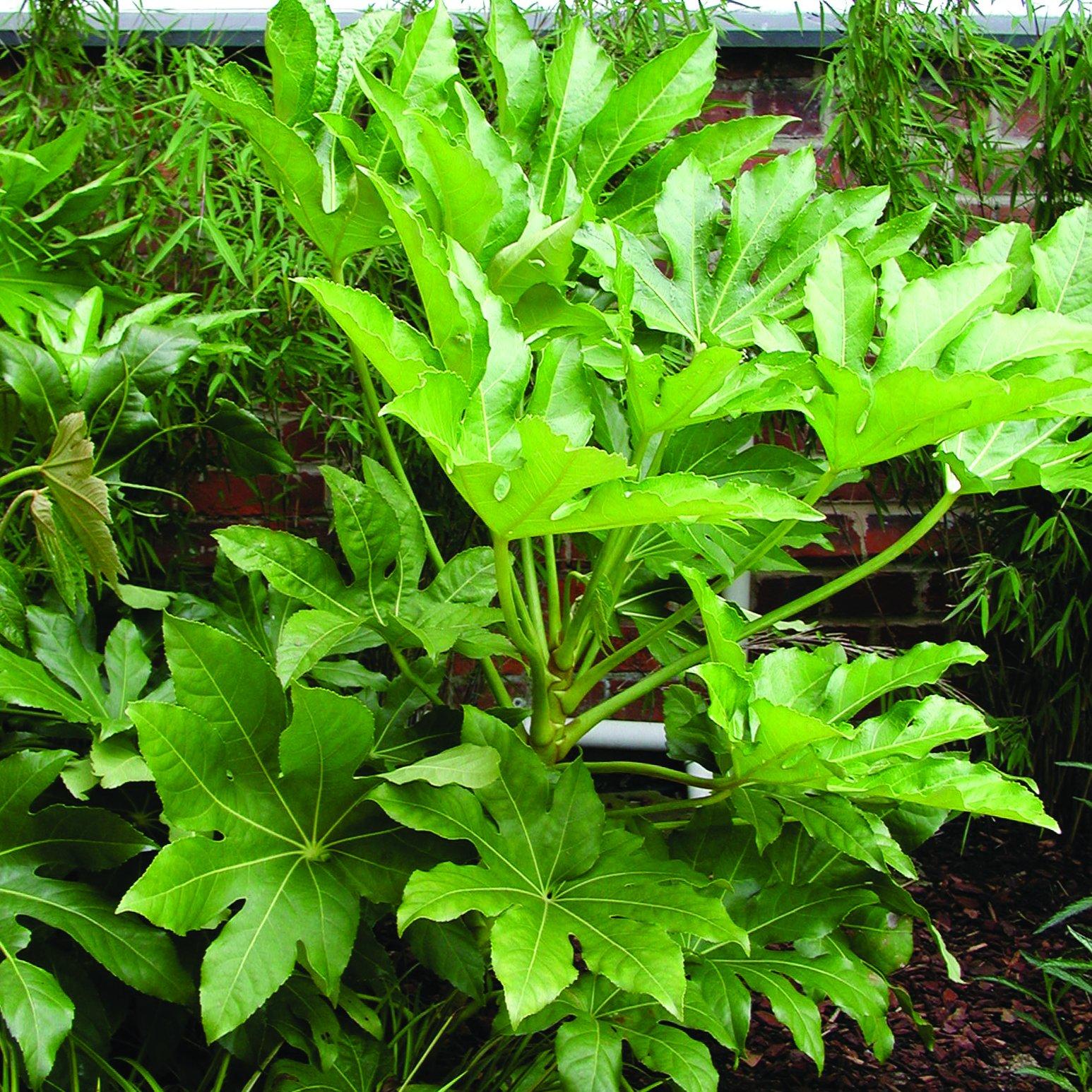 Yougarden White Fatsia 'Japonica' In A 2/3L Pot - Image 6