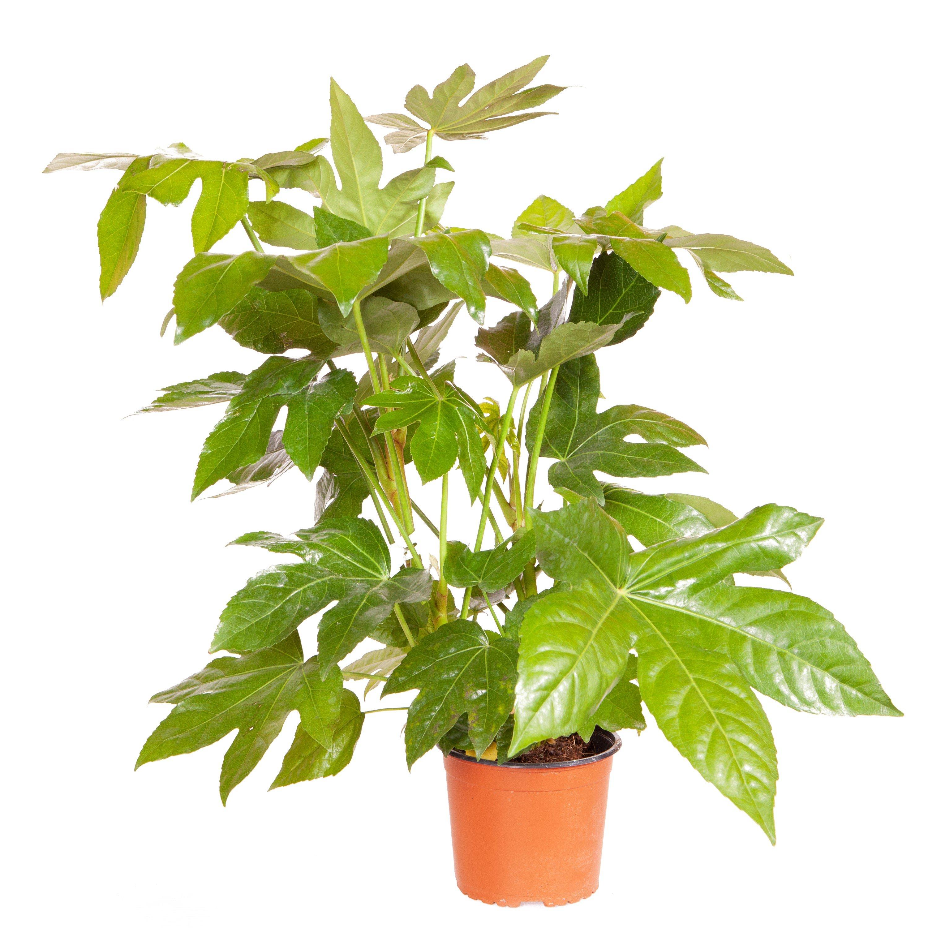 Green - YouGarden - Fatsia japonica 2/3 litre - 3