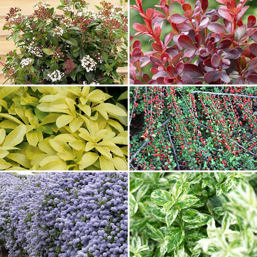 Yougarden  Evergreen Shrub Collection - 6 X 9Cm -  - 6x9cmPots