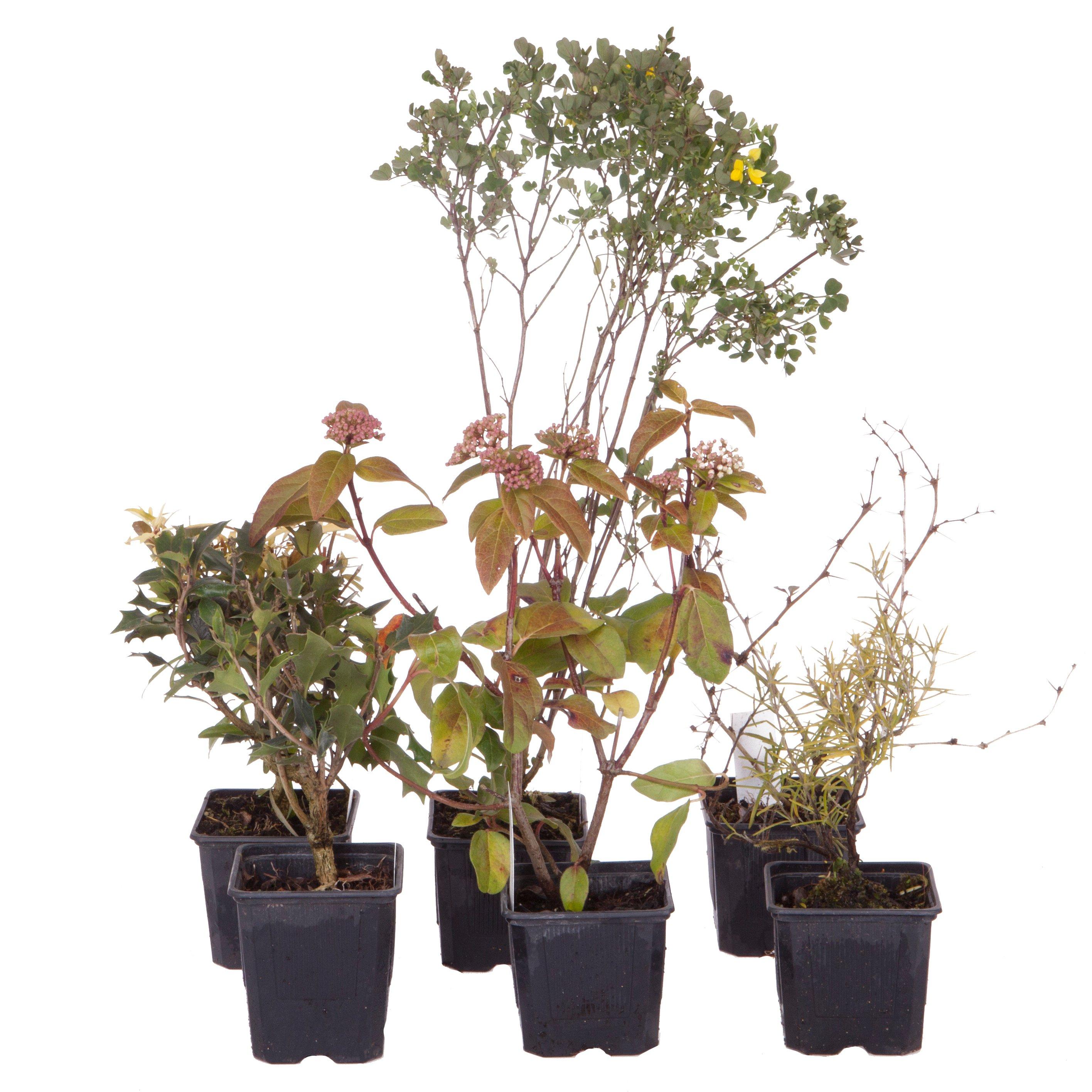 Multi - YouGarden - Evergreen Shrub collection - 6 x 9cm - 2