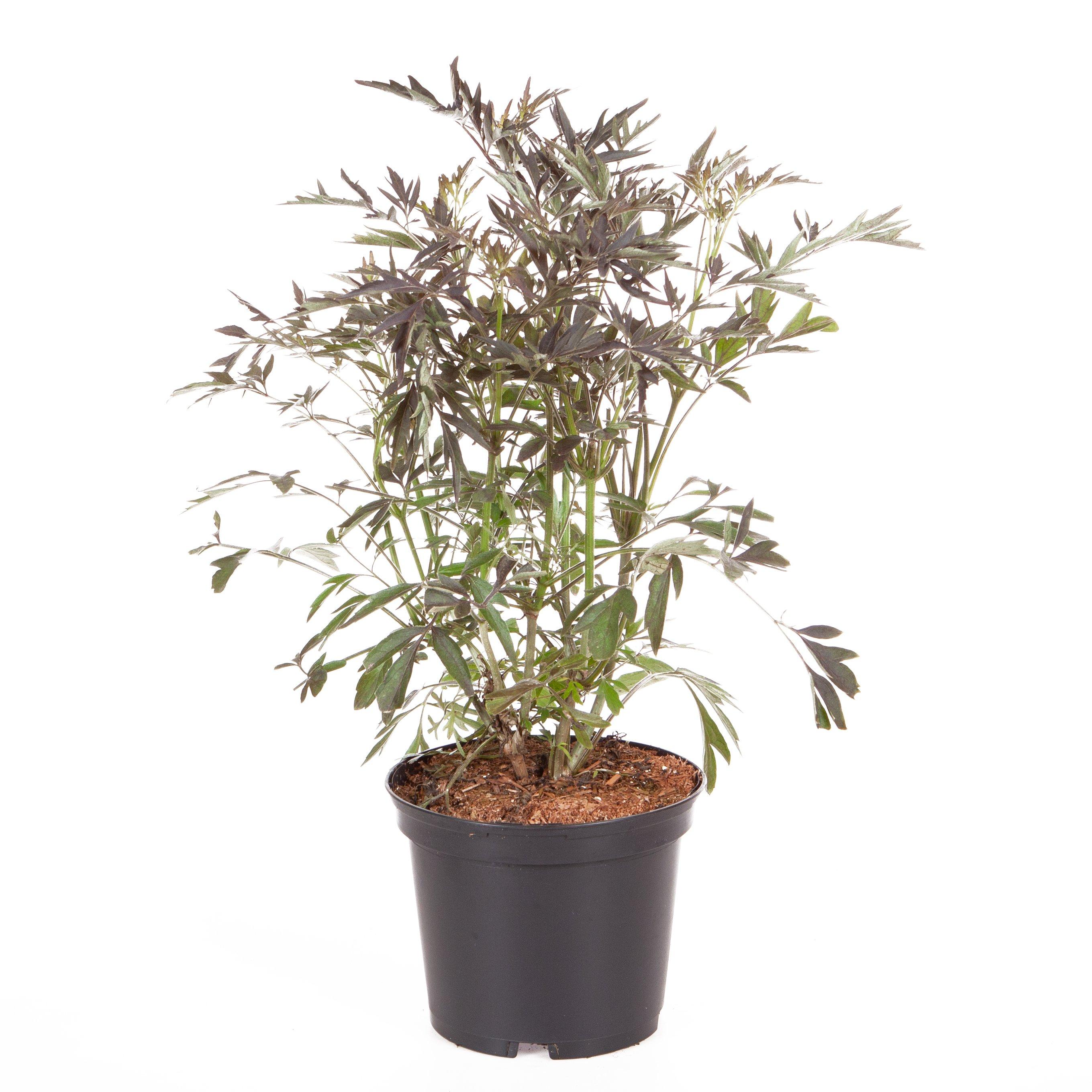 Black - YouGarden - Sambucus nigra Black Lace 2/3L - 3