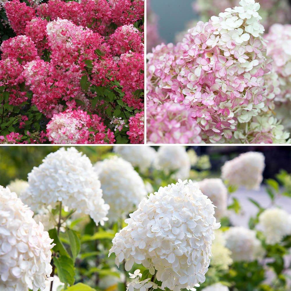 Yougarden  Hydrangea Paniculata Collection 3 X 9Cm -  - 3x9cmpots