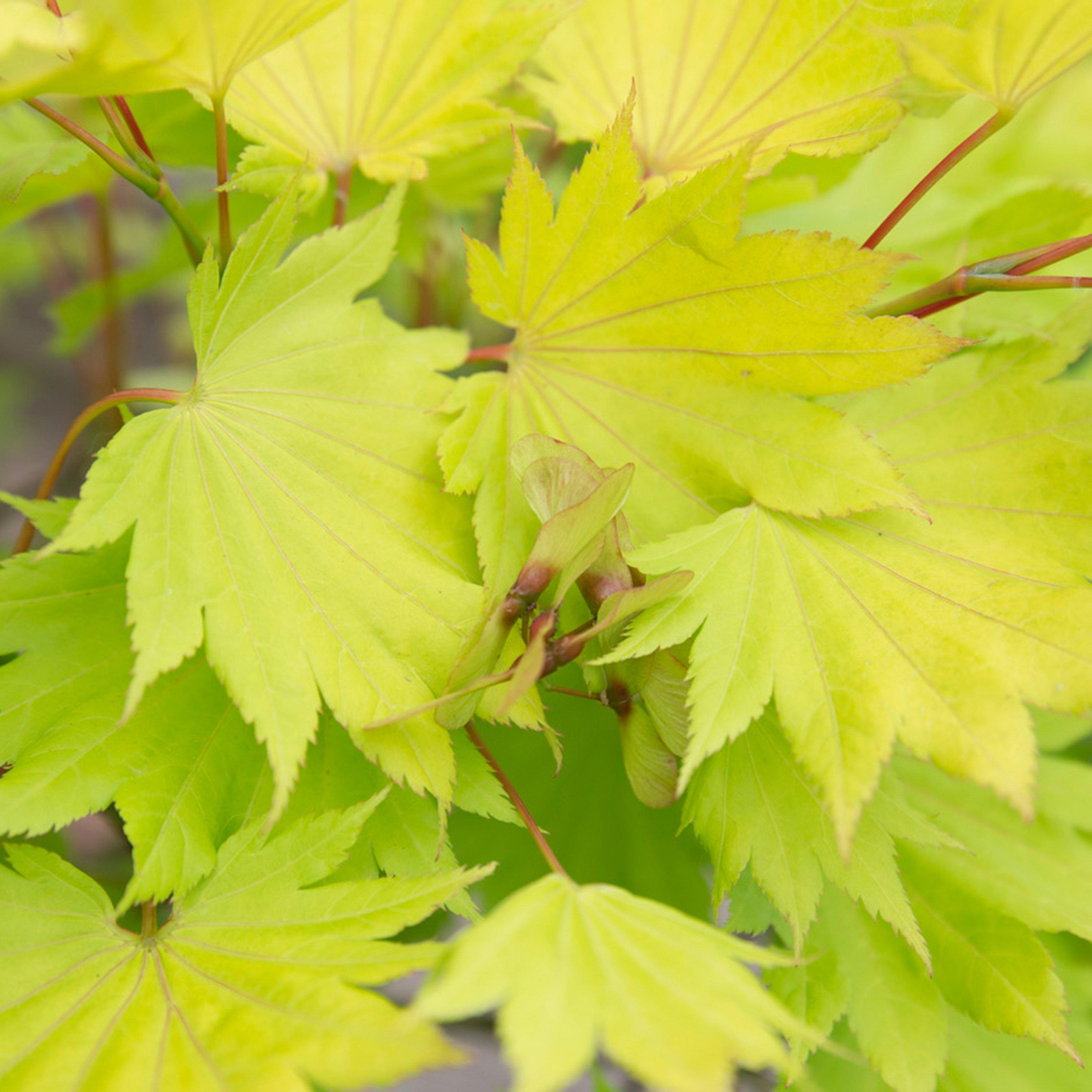 Green - YouGarden - Acer shirasawanum Jordan 3L - 1