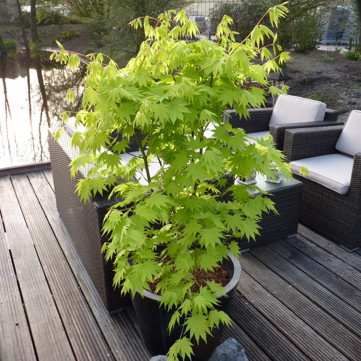 Green - YouGarden - Acer shirasawanum Jordan 3L - 2