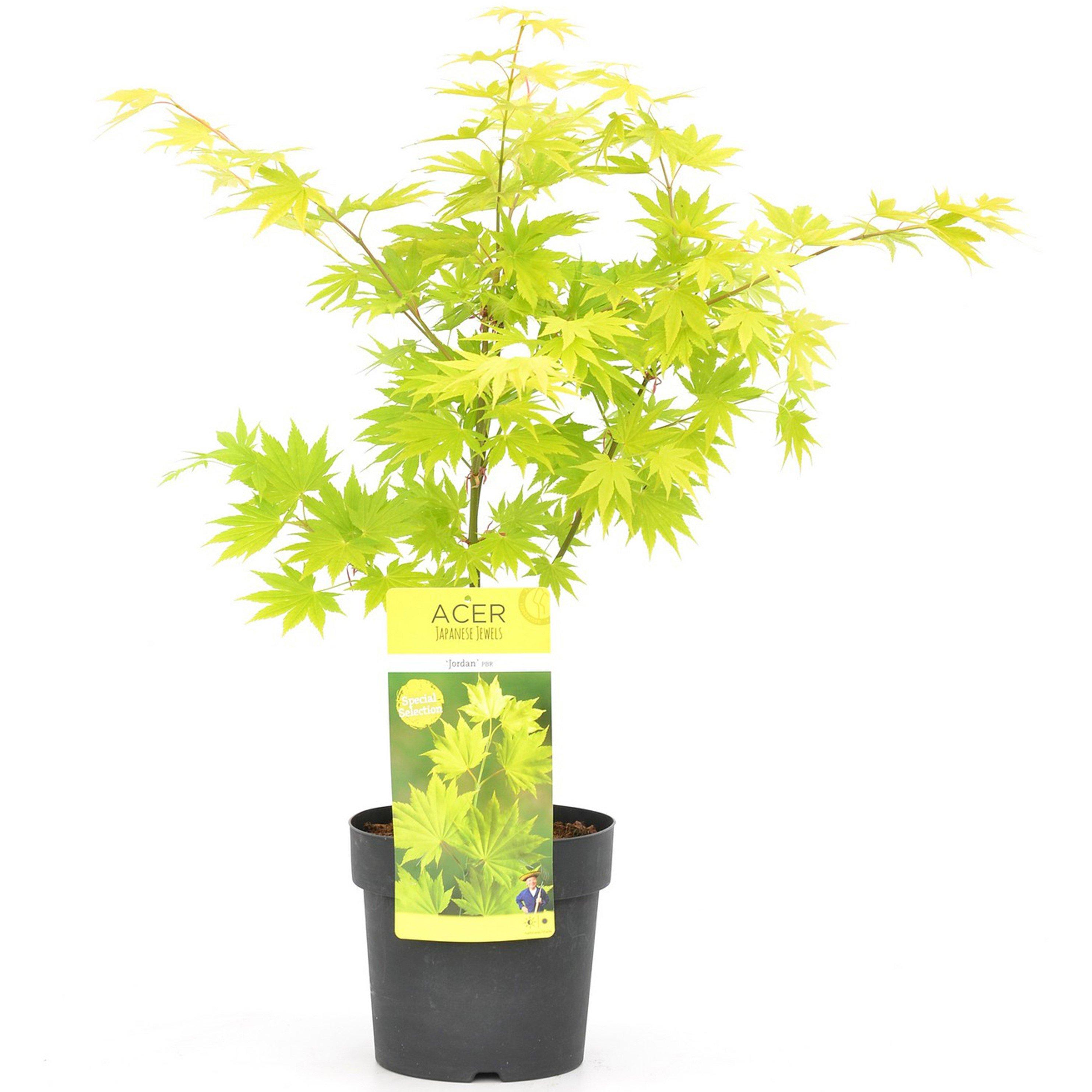 Green - YouGarden - Acer shirasawanum Jordan 3L - 4