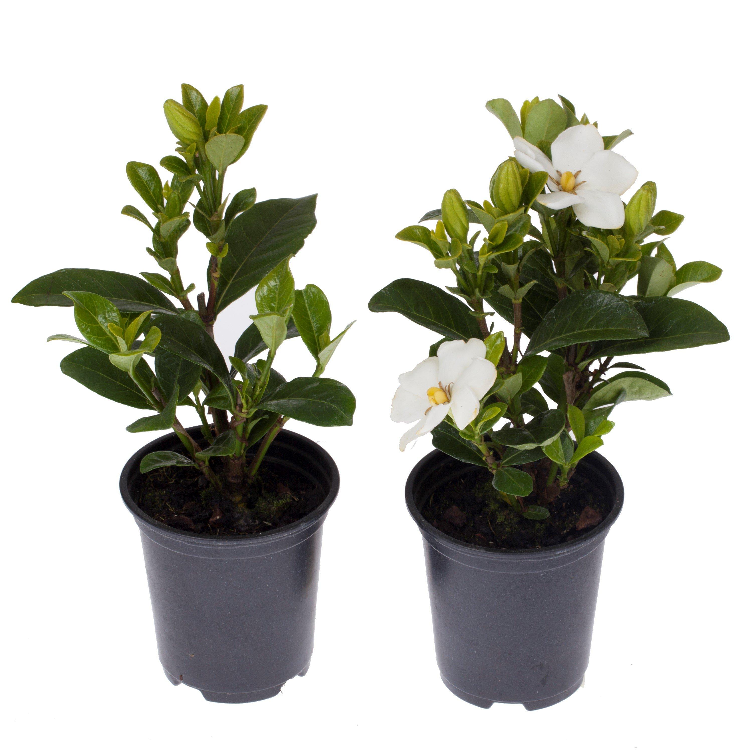 White - YouGarden - Gardenia Pair - Kleims & Crown Jewels 9cm - 3