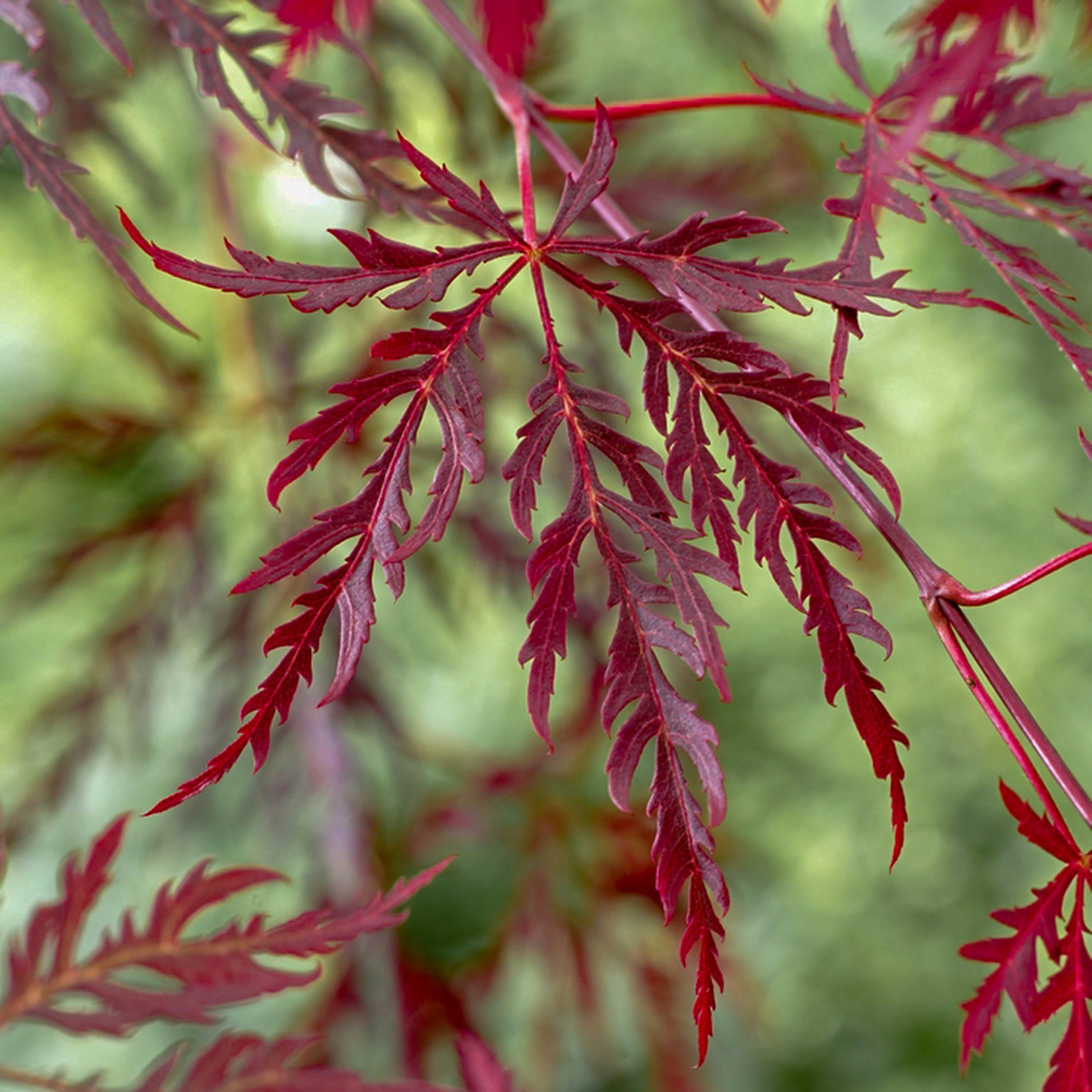 Yougarden  Acer Palmatum Garnet 3L - Red - 3L Pot