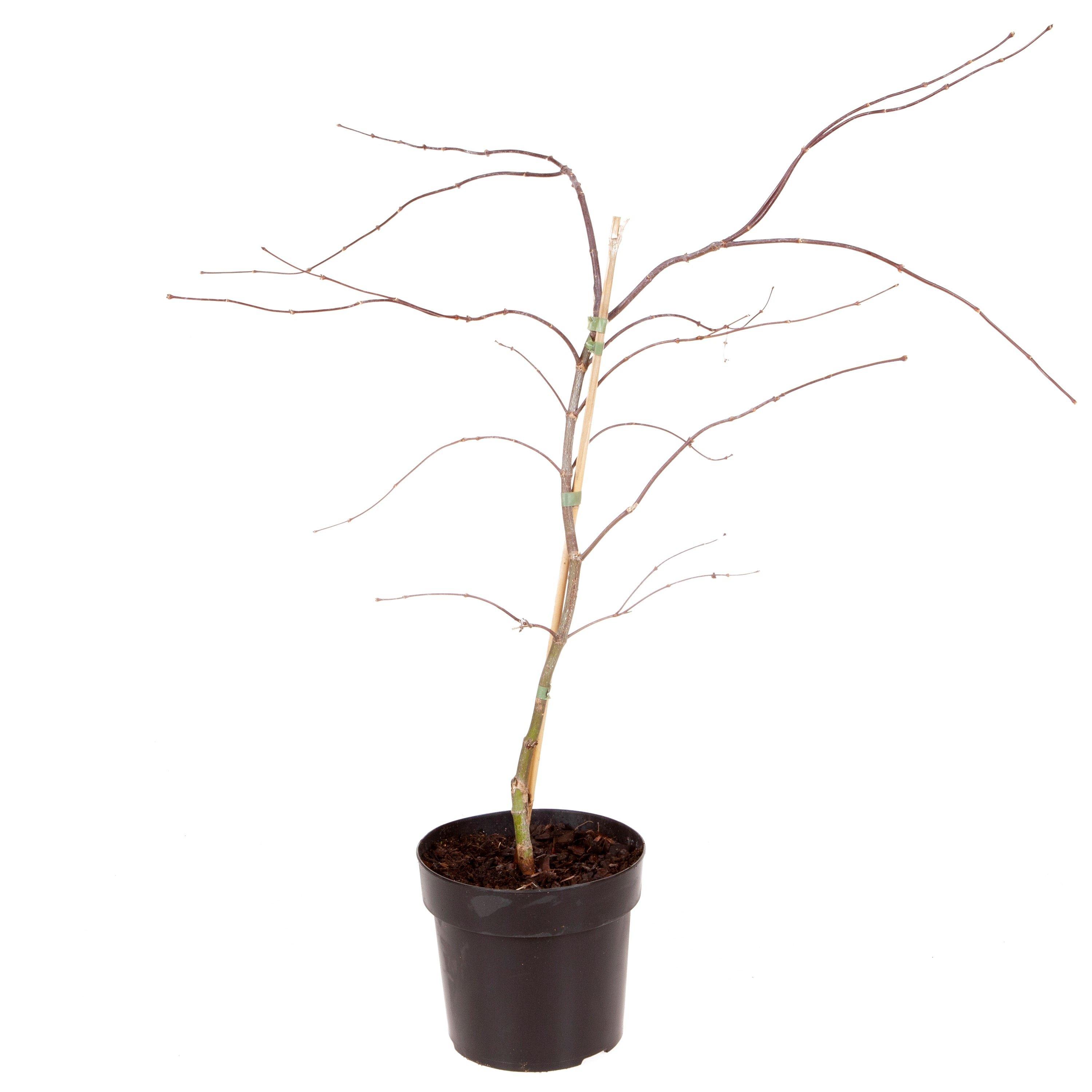 Red - YouGarden - Acer palmatum Garnet 3L - 3