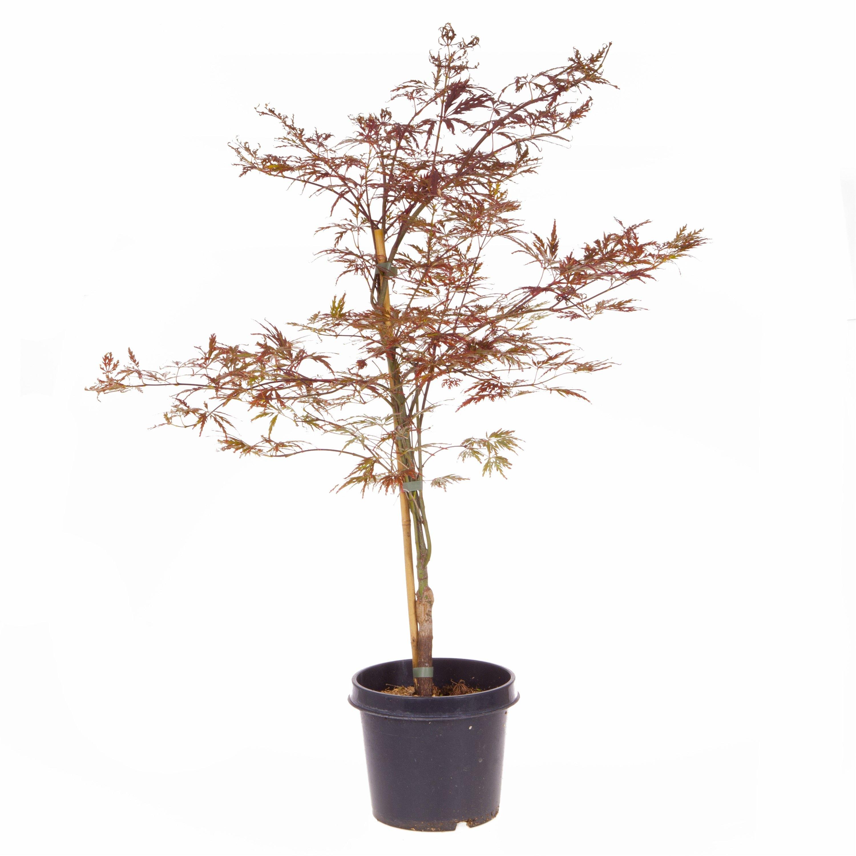 Red - YouGarden - Acer palmatum Garnet 3L - 4