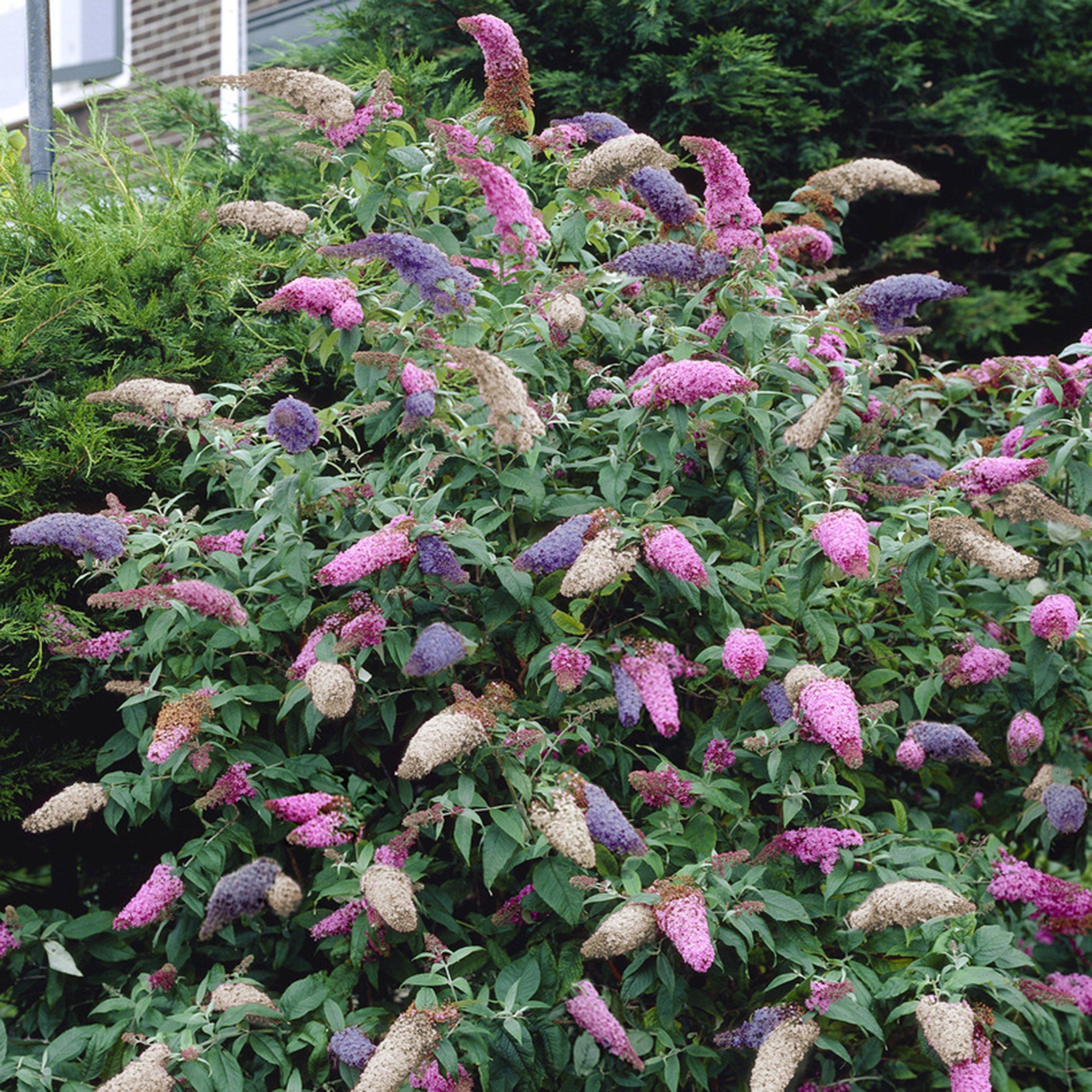 Yougarden  Buddleia Tricolour 2L Pot -  - 2L Pot