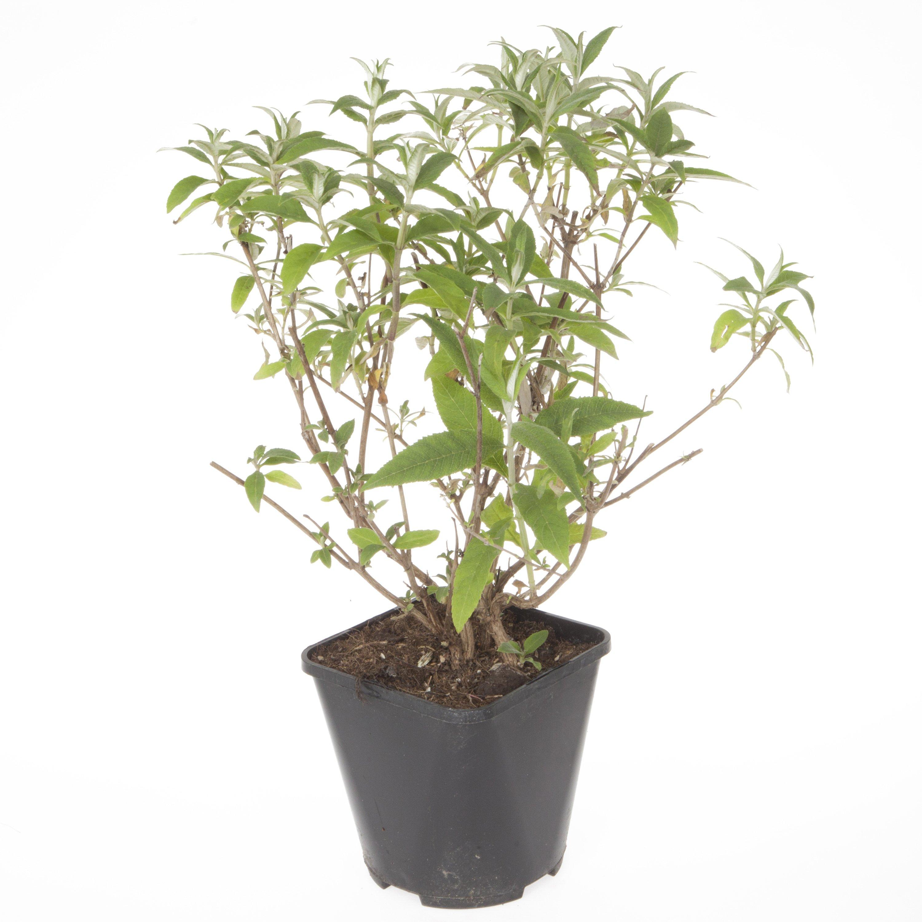 Multi - YouGarden - Buddleia Tricolour 2L pot - 2