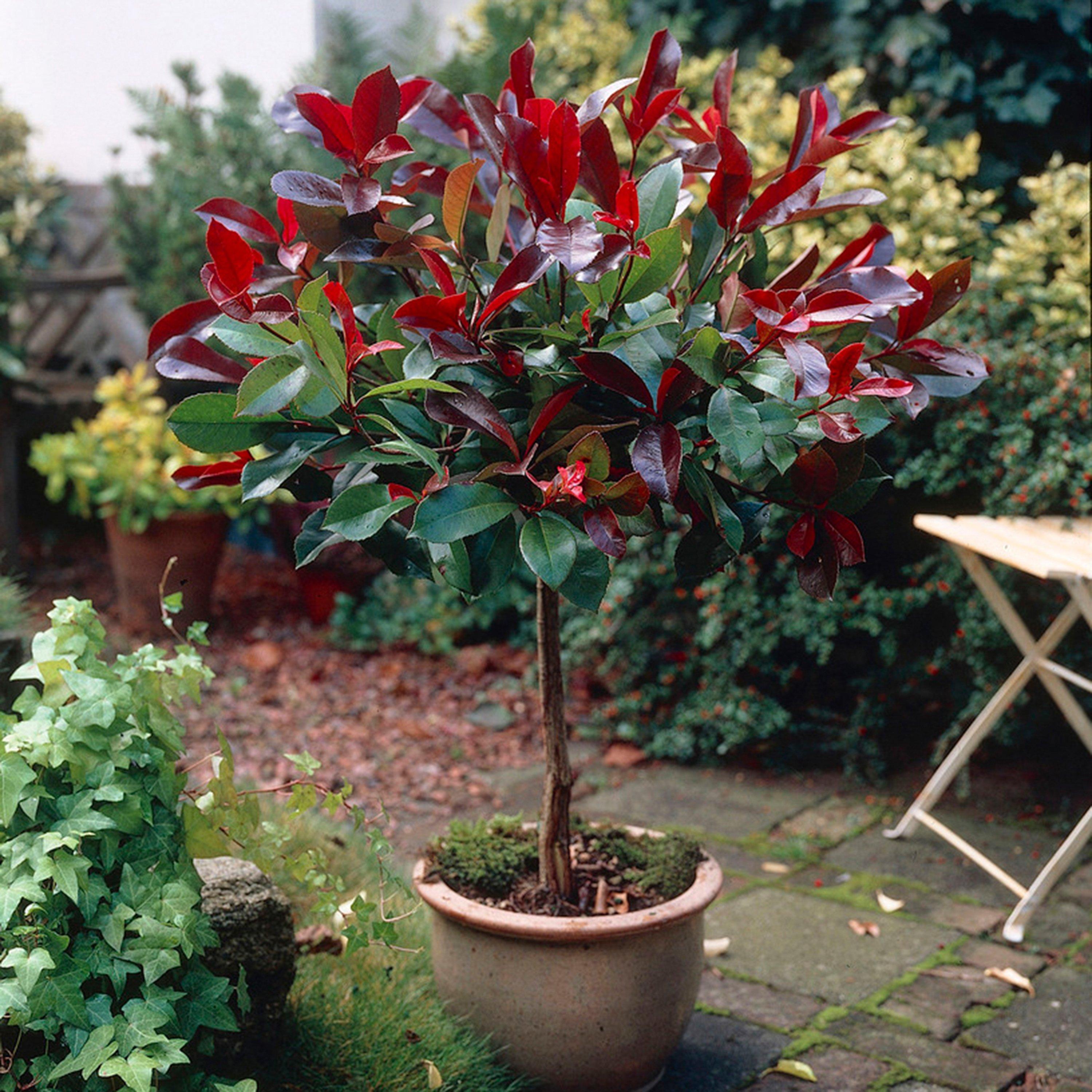 Yougarden  Photinia Little Robin 80-100Cm Standard Red - 3L Pot