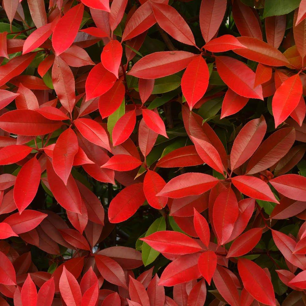 Red - YouGarden - Photinia Little Red Robin 80-100cm standard - 2
