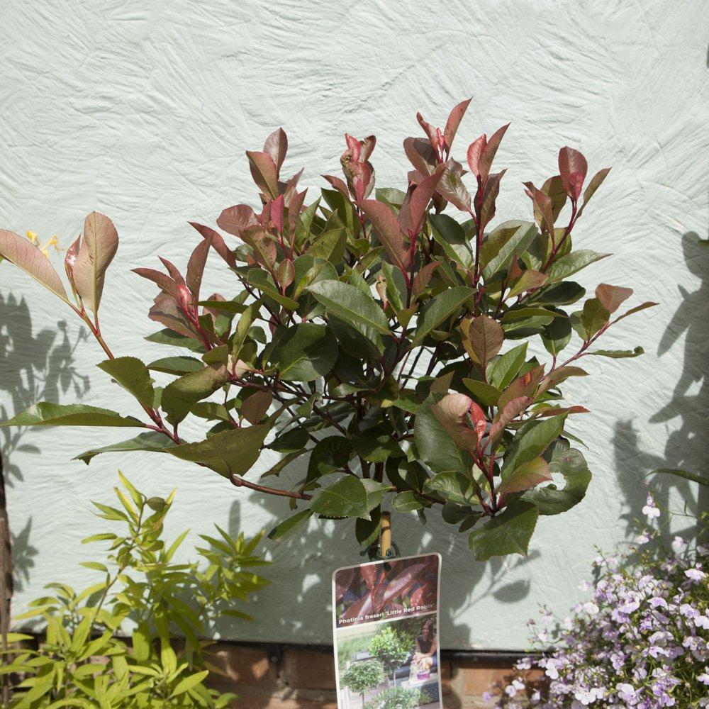 Red - YouGarden - Photinia Little Red Robin 80-100cm standard - 3