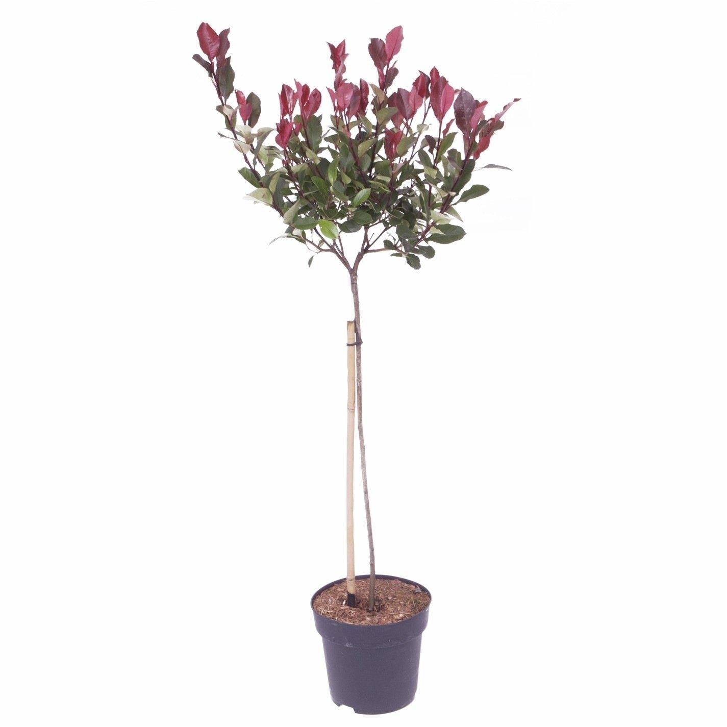 Red - YouGarden - Photinia Little Red Robin 80-100cm standard - 4