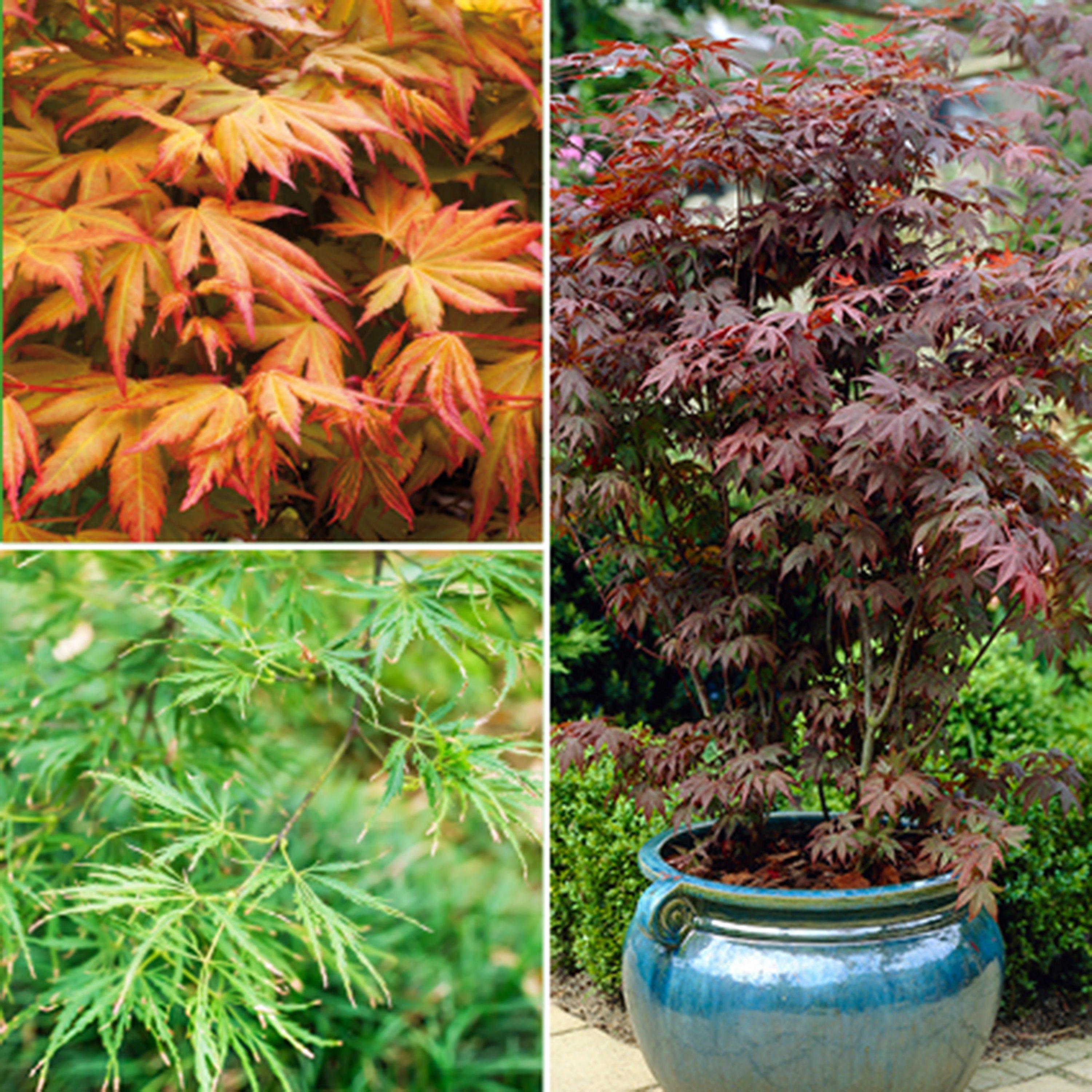 Multi - YouGarden - Japanese Maple (Acer) Collection - 3 varieties - 1