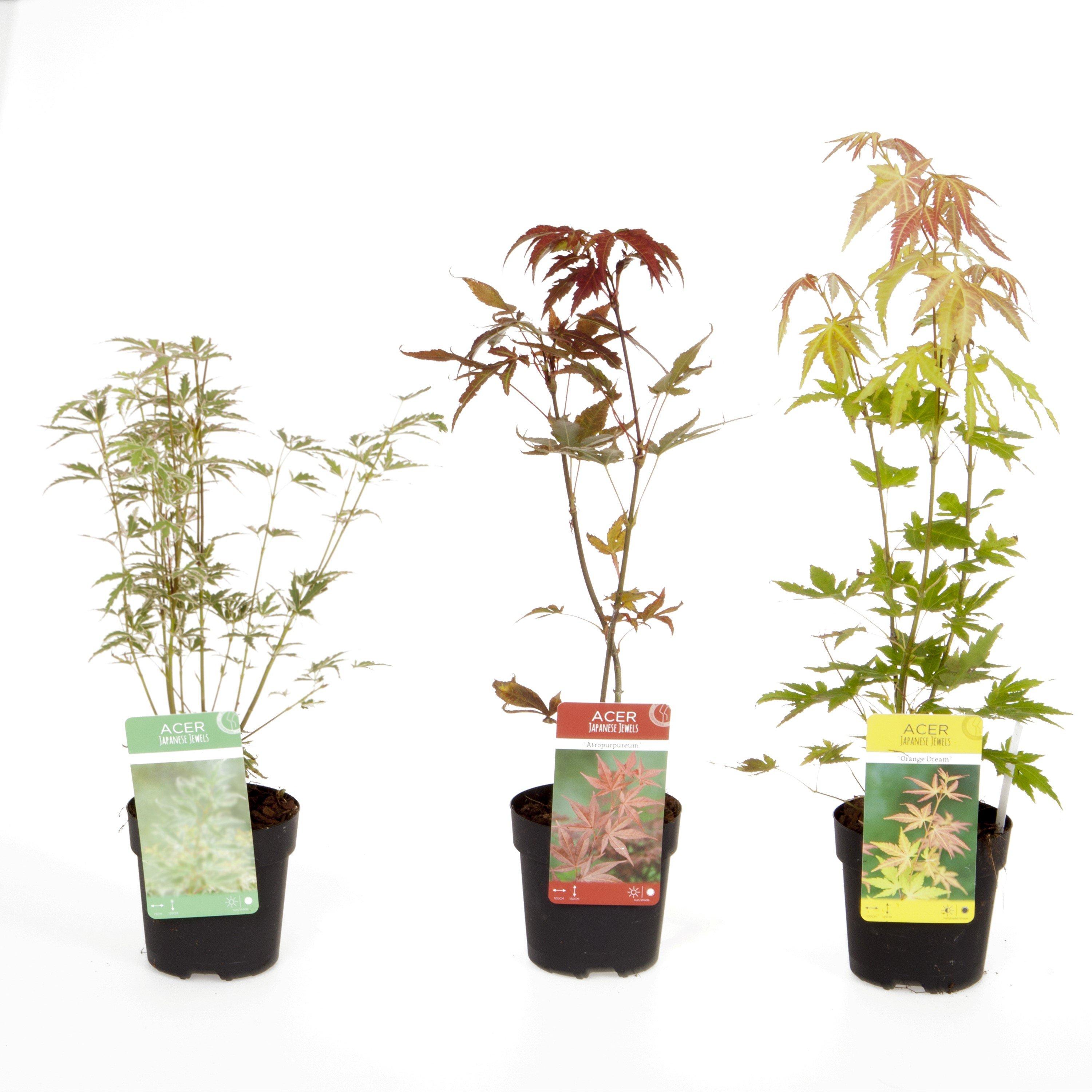 Multi - YouGarden - Japanese Maple (Acer) Collection - 3 varieties - 2