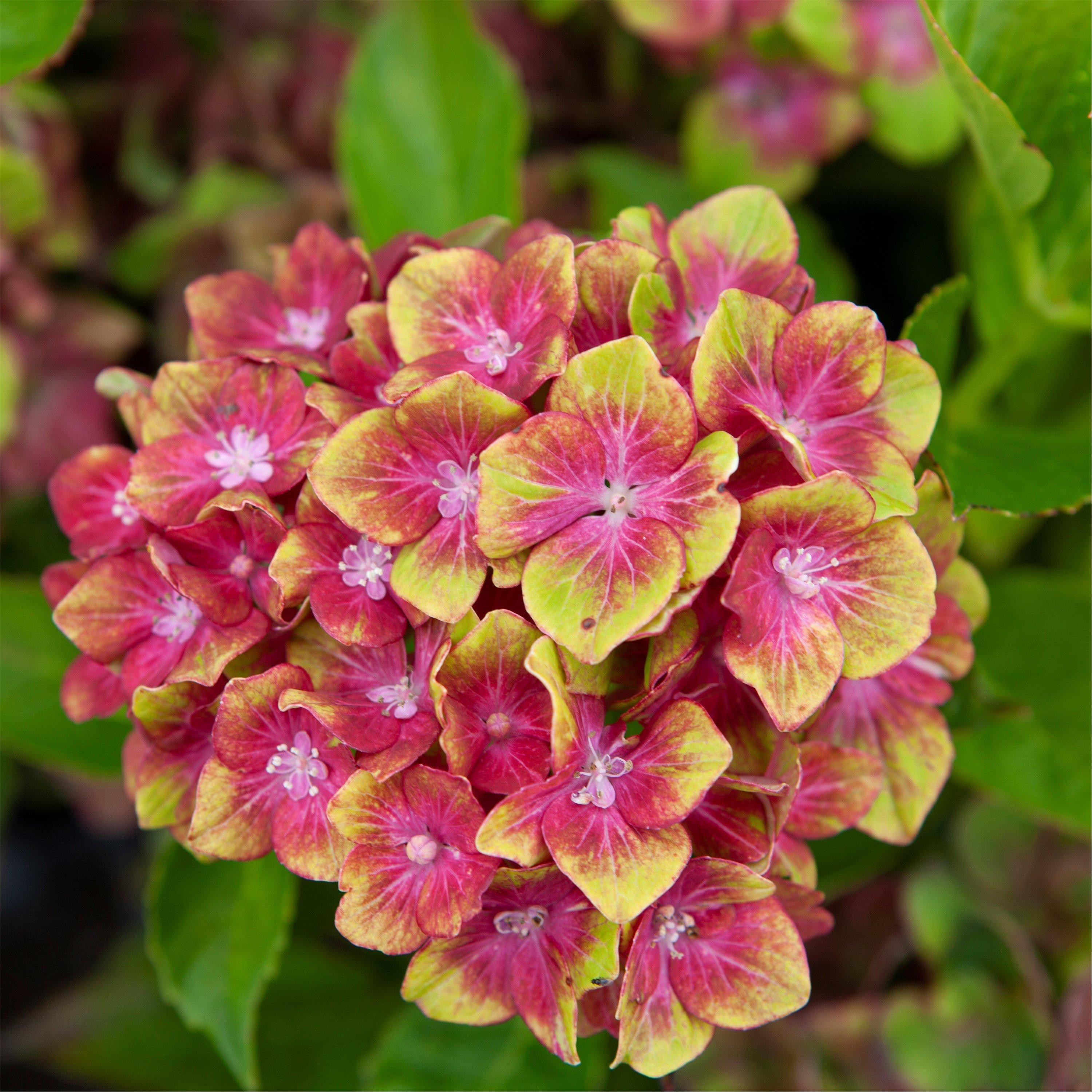 Yougarden  Hydrangea Glam Rock 9Cm X 2 - Purple - 2x9cmPots