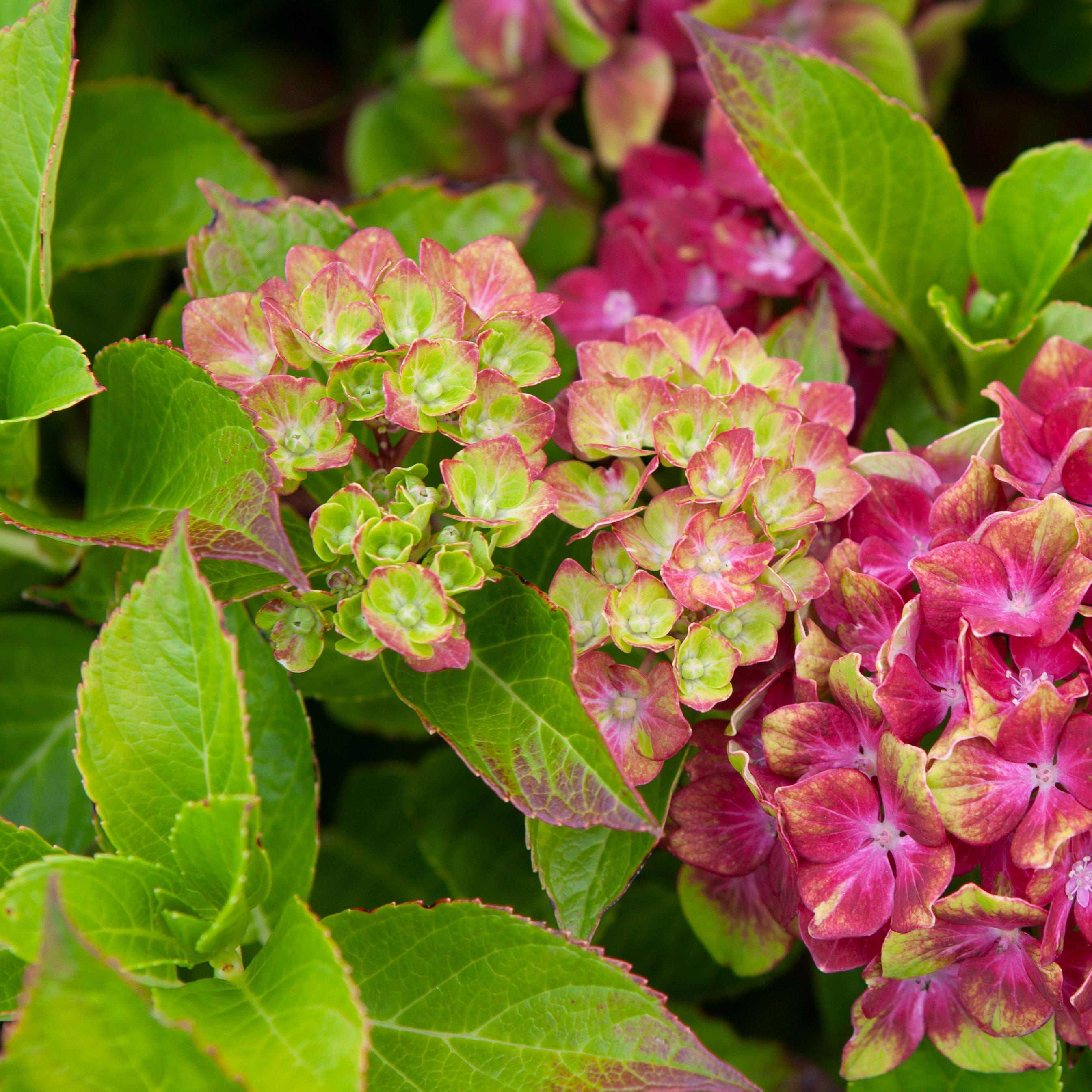 Purple - YouGarden - Hydrangea Glam Rock 9cm x 2 - 2