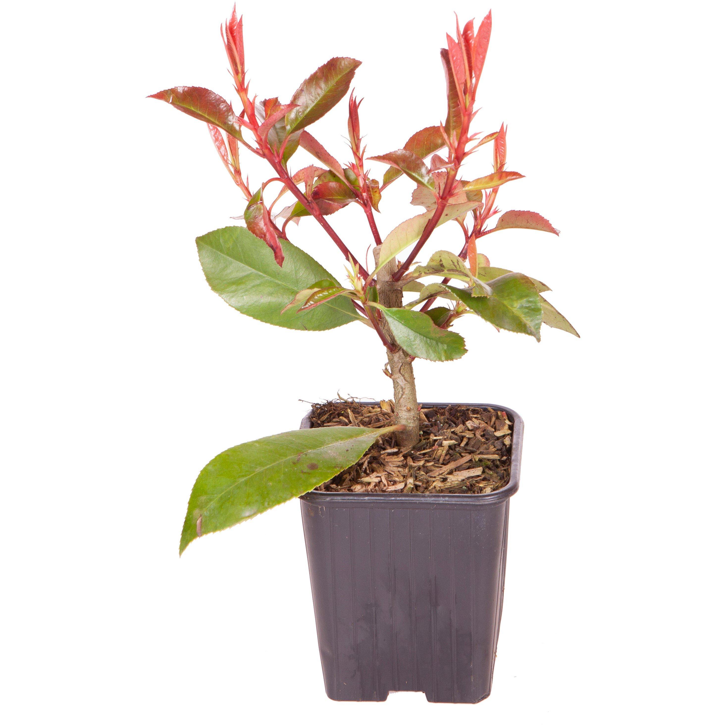 Red - YouGarden - Photinia 'Red Robin' 9cm - 2