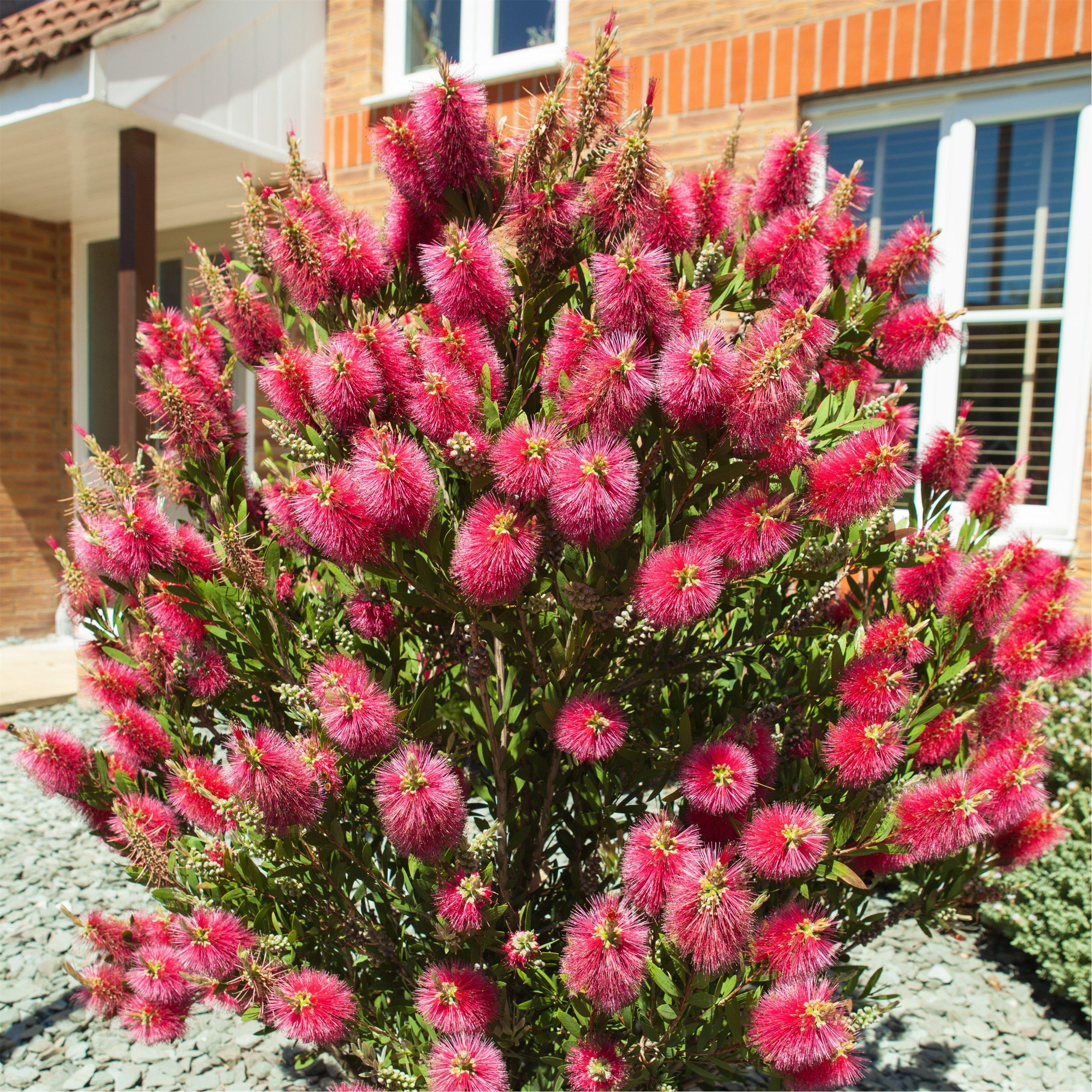 Red - YouGarden - Callistemon citrinus 2L - 1