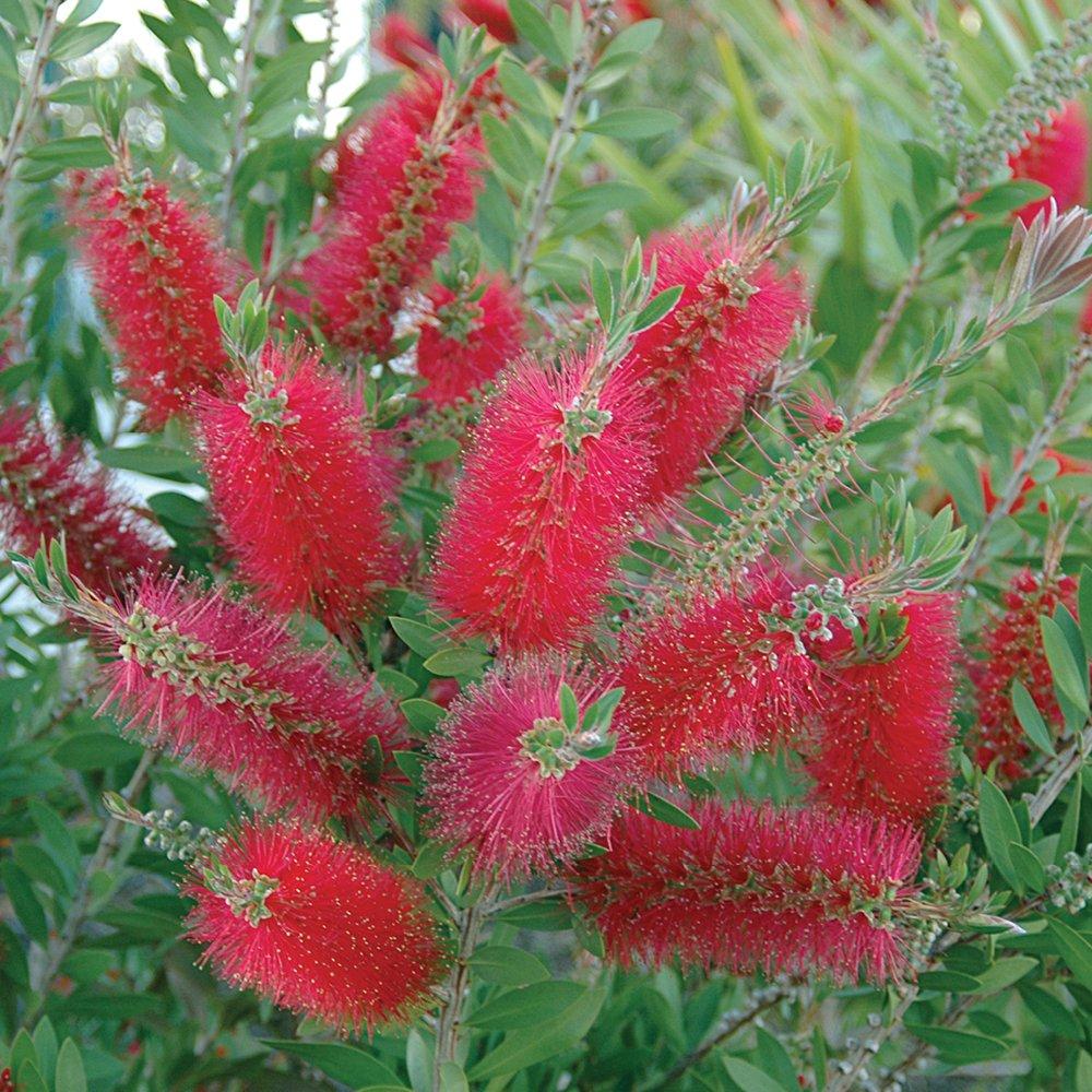 Red - YouGarden - Callistemon citrinus 2L - 2