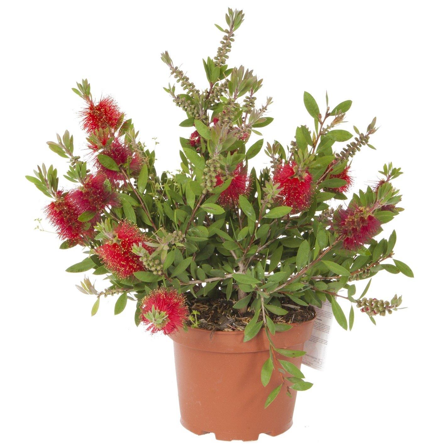 Red - YouGarden - Callistemon citrinus 2L - 3