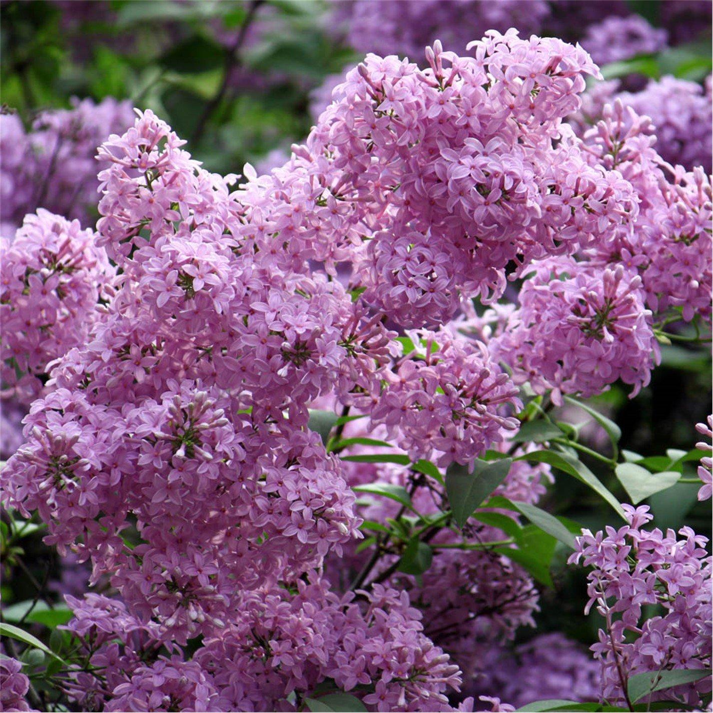 YouGarden Fragrant French Lilac Collection 9cm x3