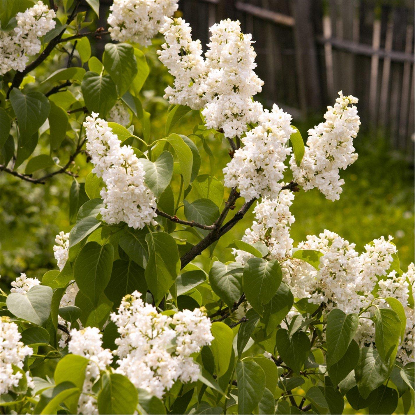Multi - YouGarden - Fragrant French Lilac Collection 9cm x3 - 2