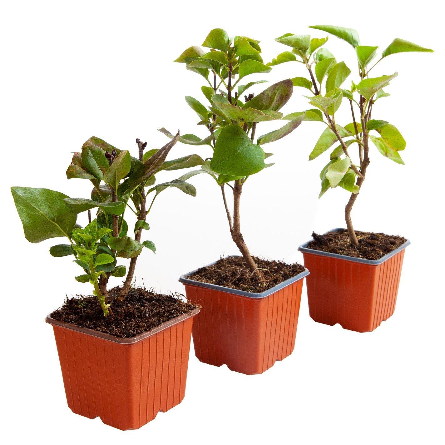 Multi - YouGarden - Fragrant French Lilac Collection 9cm x3 - 3