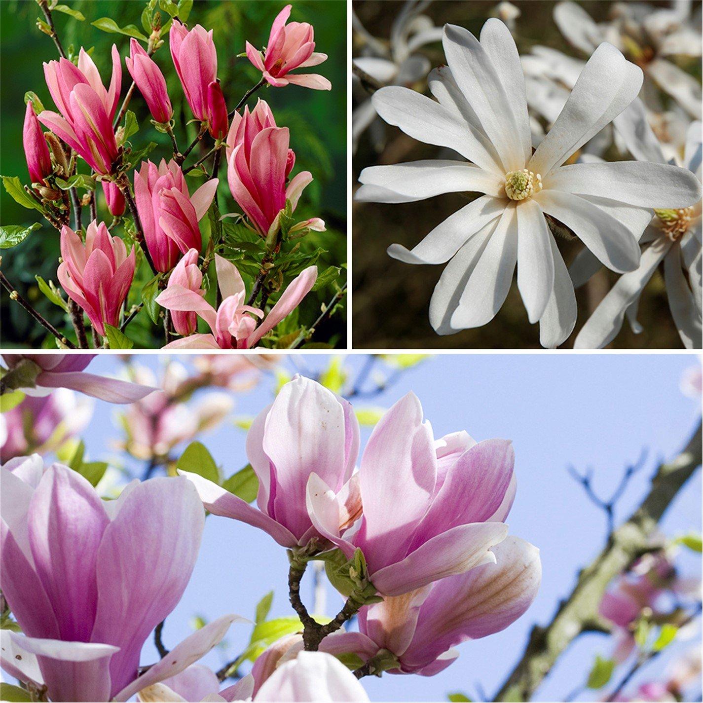 Yougarden  Magnolia Collection 9Cm X 3 -  - 3x9cmPots