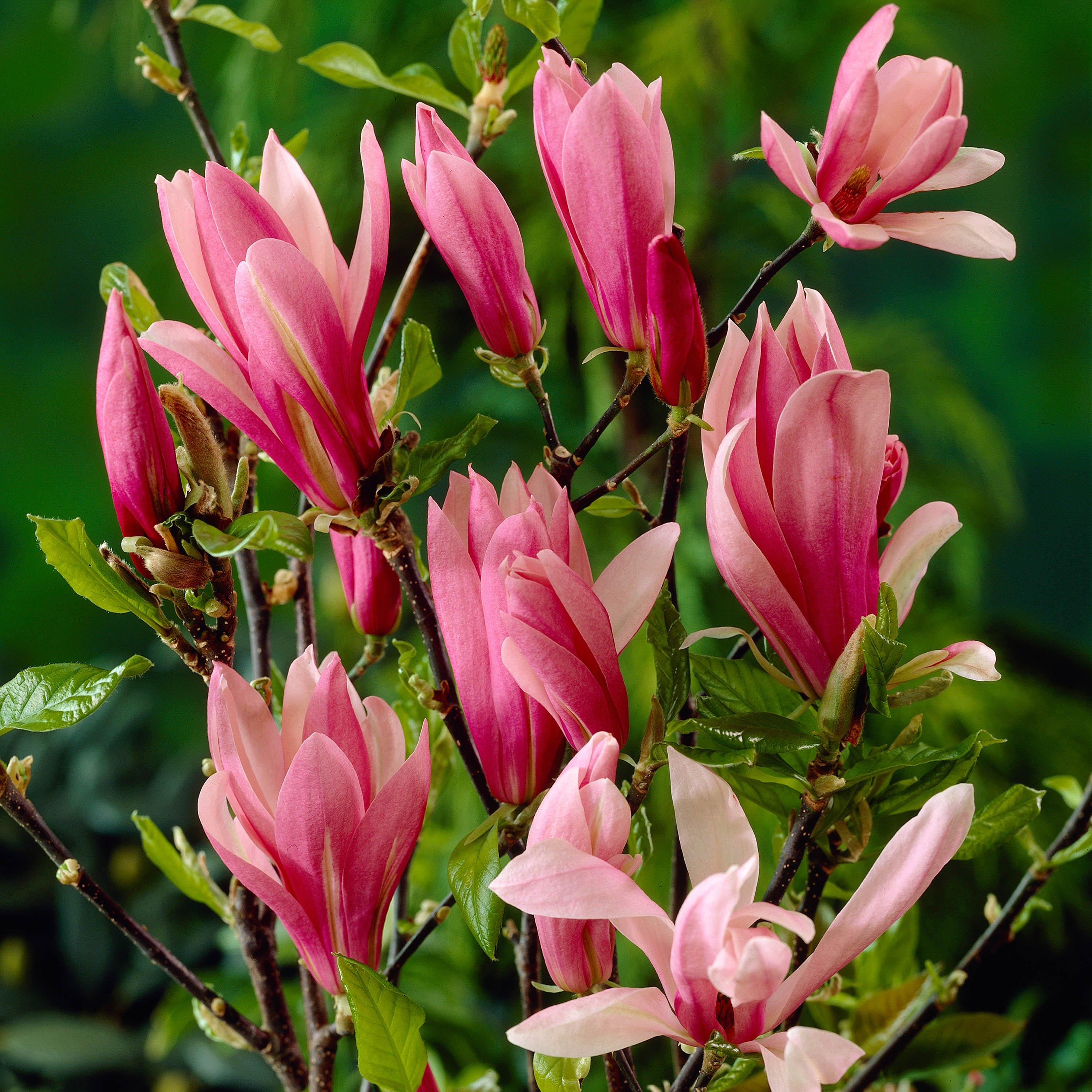 Multi - YouGarden - Magnolia Collection 9cm x 3 - 3