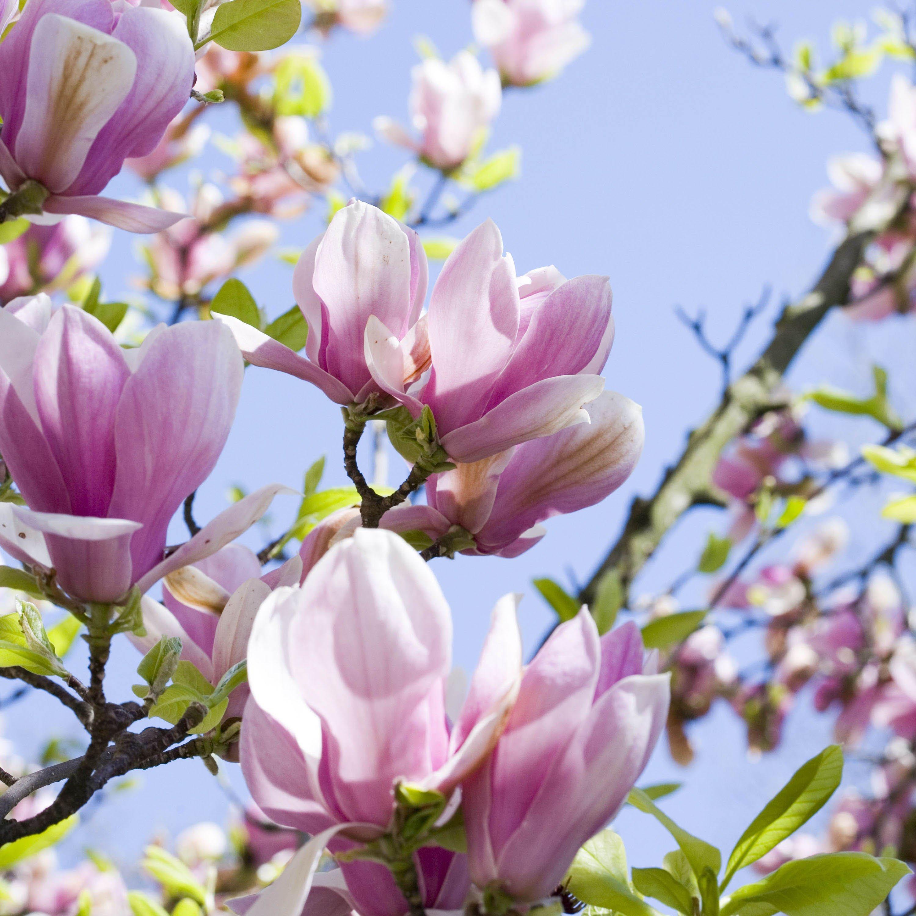 Multi - YouGarden - Magnolia Collection 9cm x 3 - 4