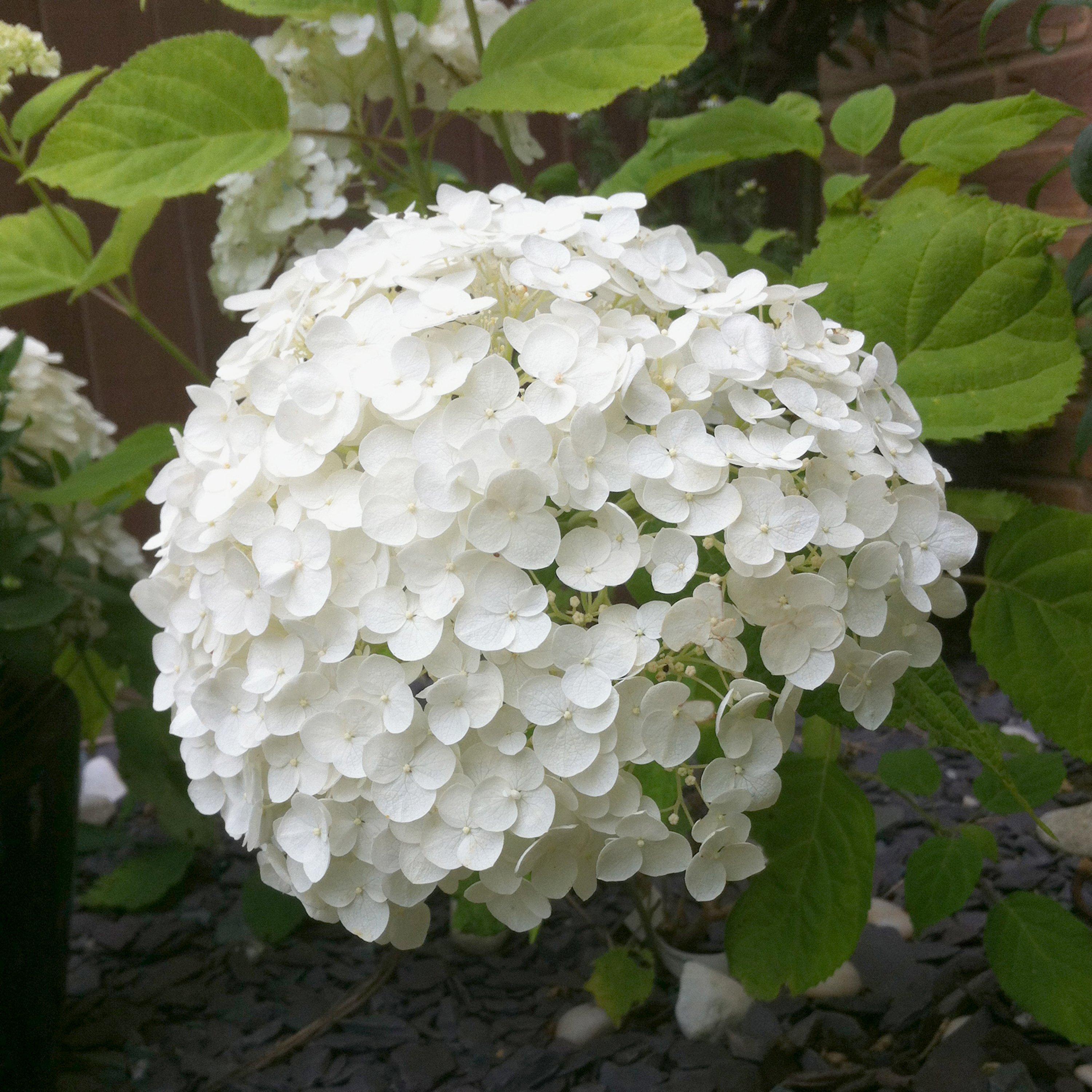 Yougarden  Hydrangea Incrediball 3L Pot - White - 3L Pot