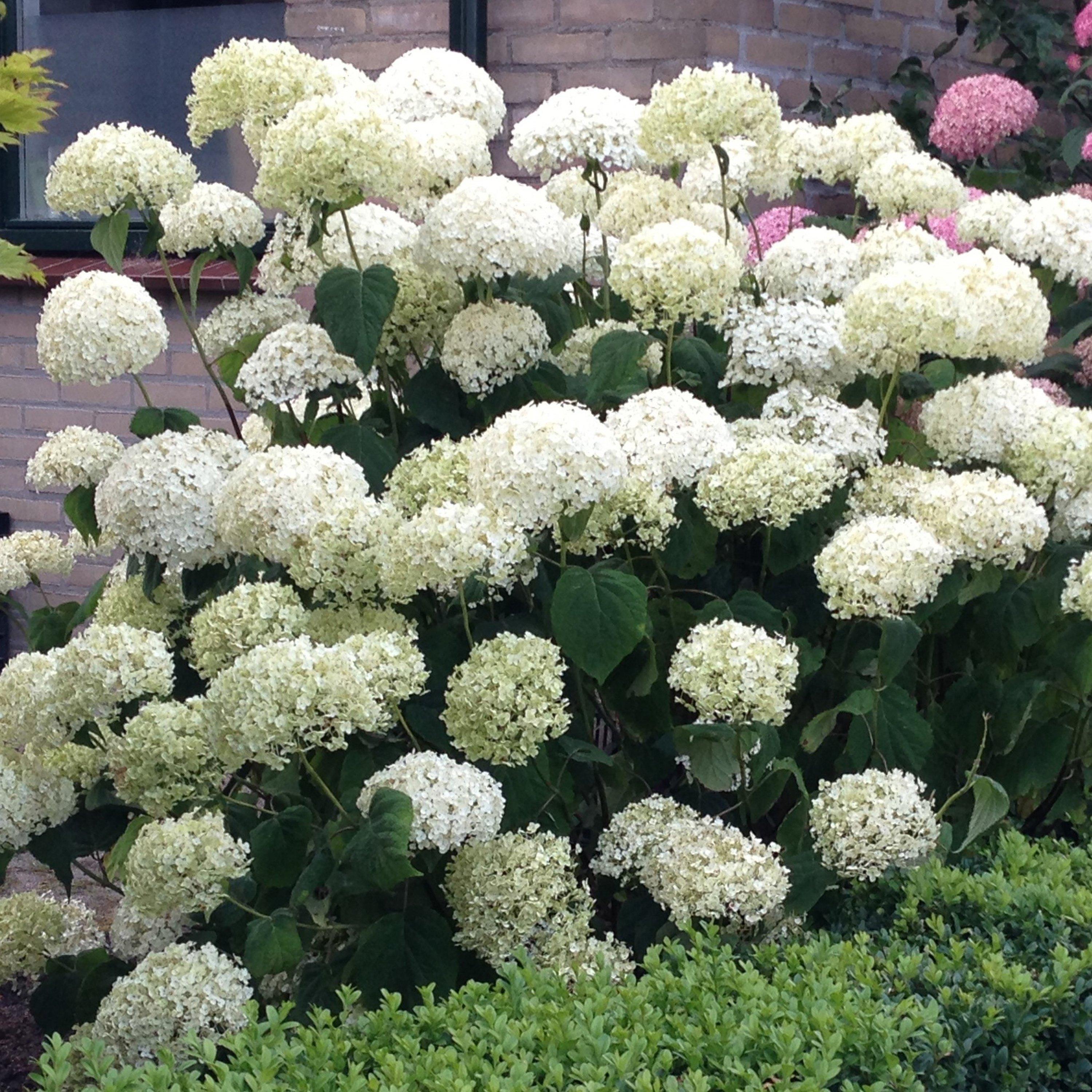White - YouGarden - Hydrangea Incrediball 3L pot - 2