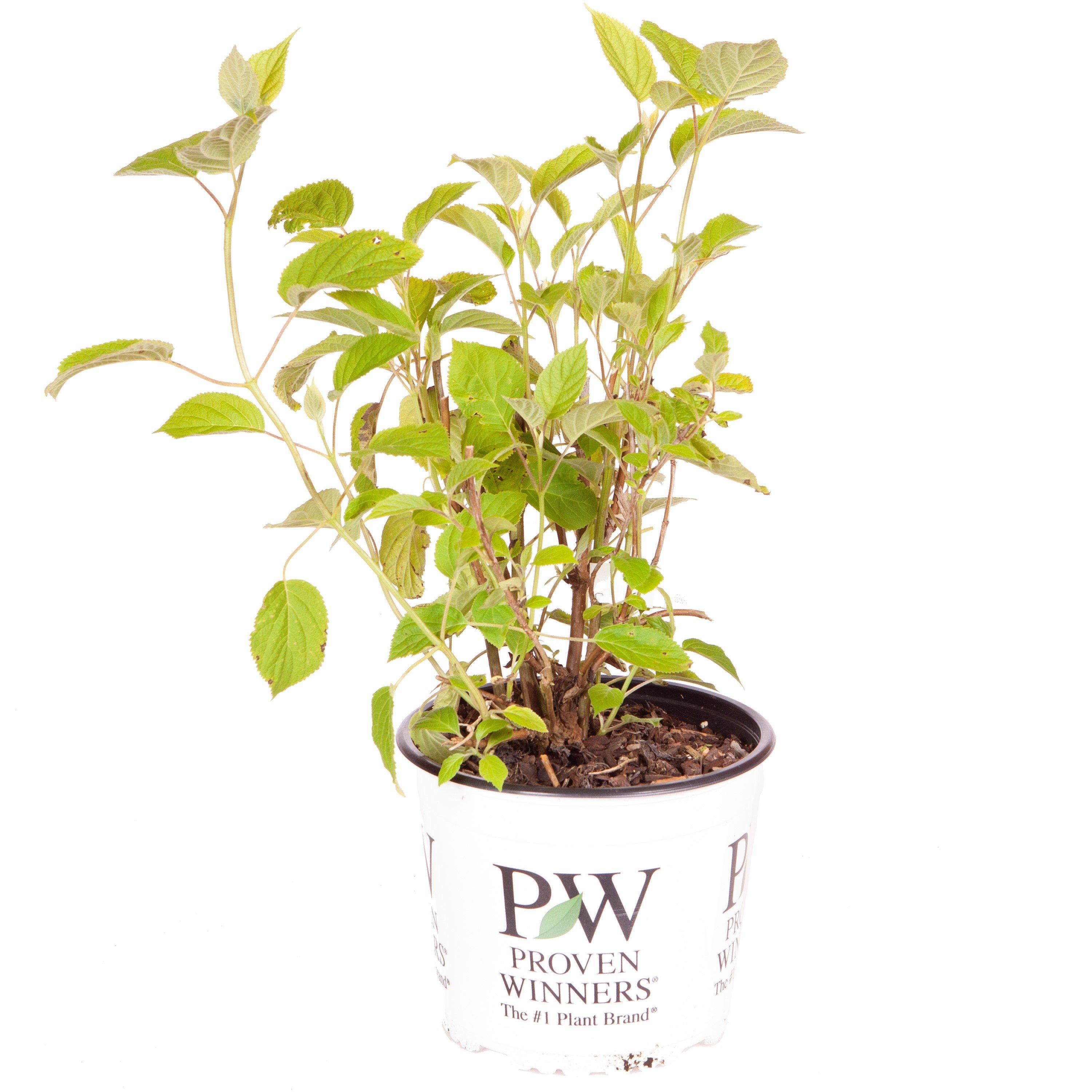 White - YouGarden - Hydrangea Incrediball 3L pot - 3