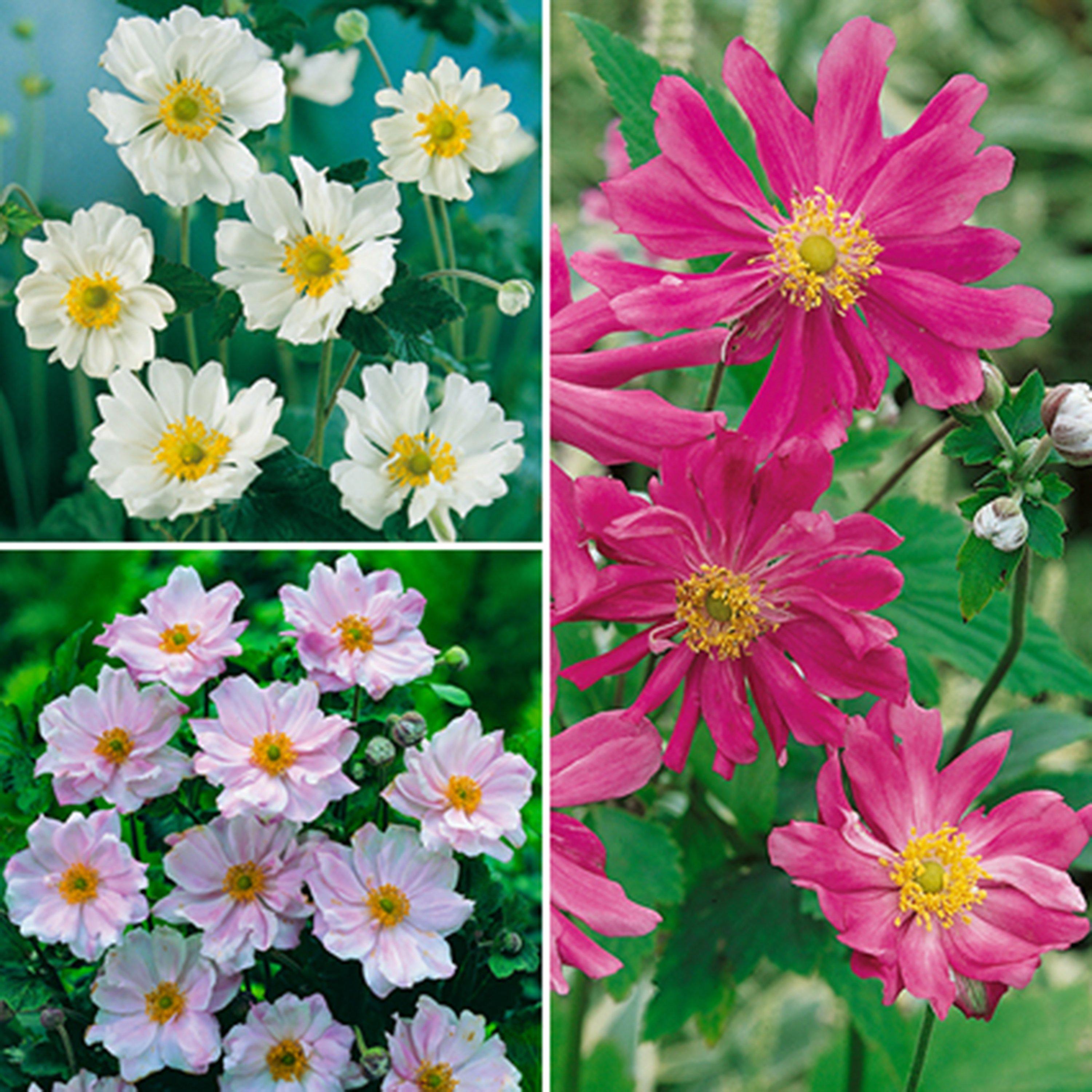 Multi - YouGarden - Hardy Japanese Anemone collection - 3 x 9cm - 1