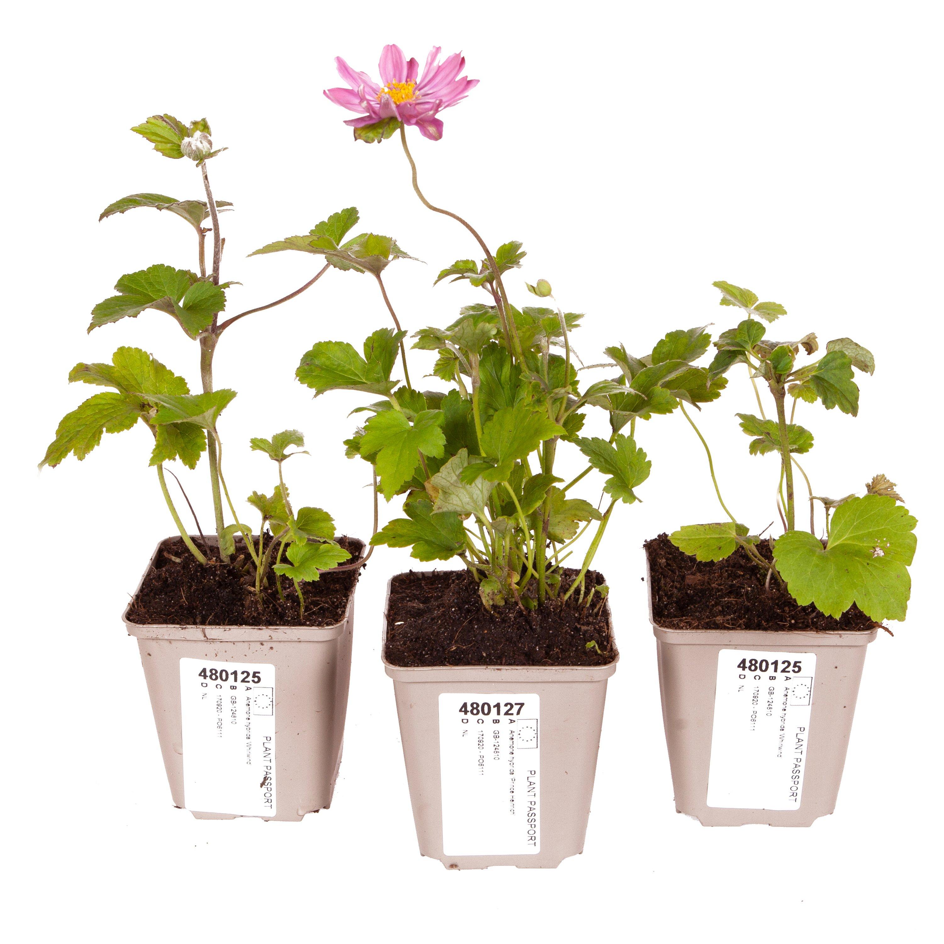 Multi - YouGarden - Hardy Japanese Anemone collection - 3 x 9cm - 2