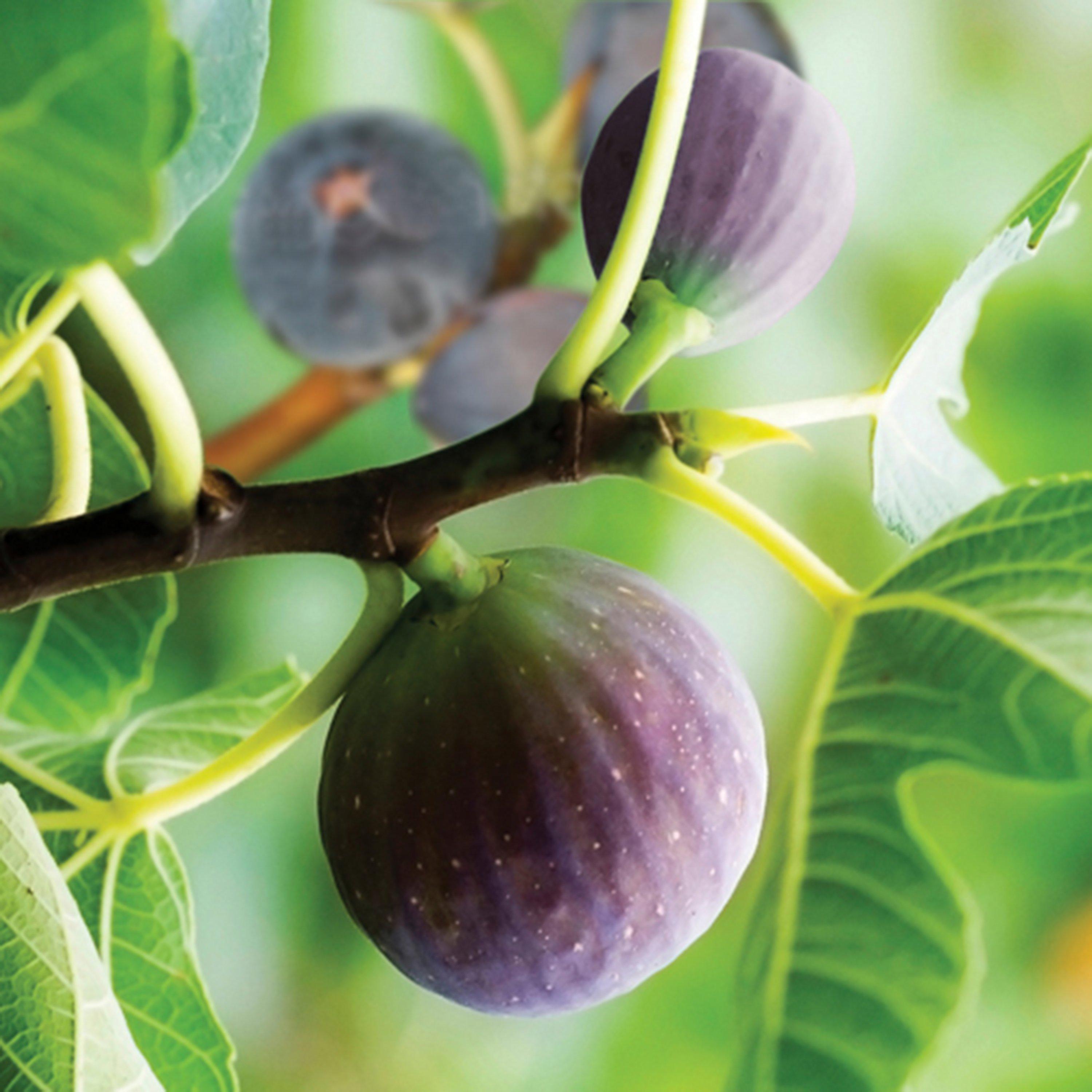 Yougarden  Ficus (Fig) Brown Turkey Standard 70-100Cm - Green - 3L pot
