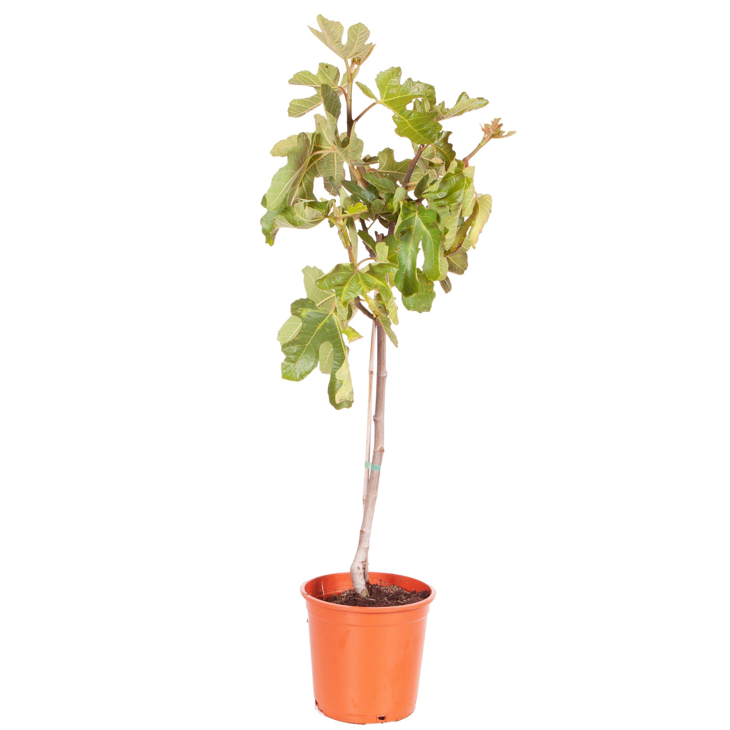 Green - YouGarden - Ficus (Fig) Brown Turkey standard 70-100cm - 3