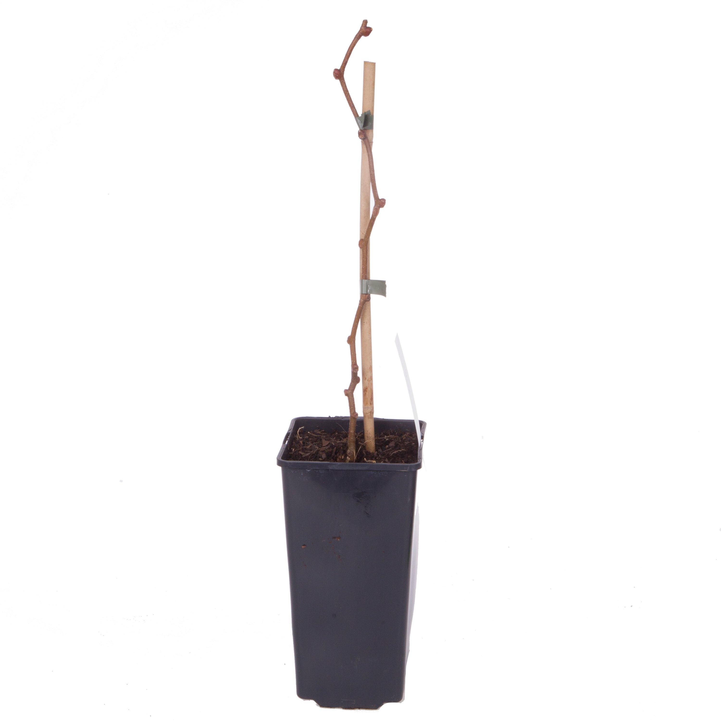 Green - YouGarden - Kiwi Fruit Actinidia del. Jenny 1.5L potted - 2