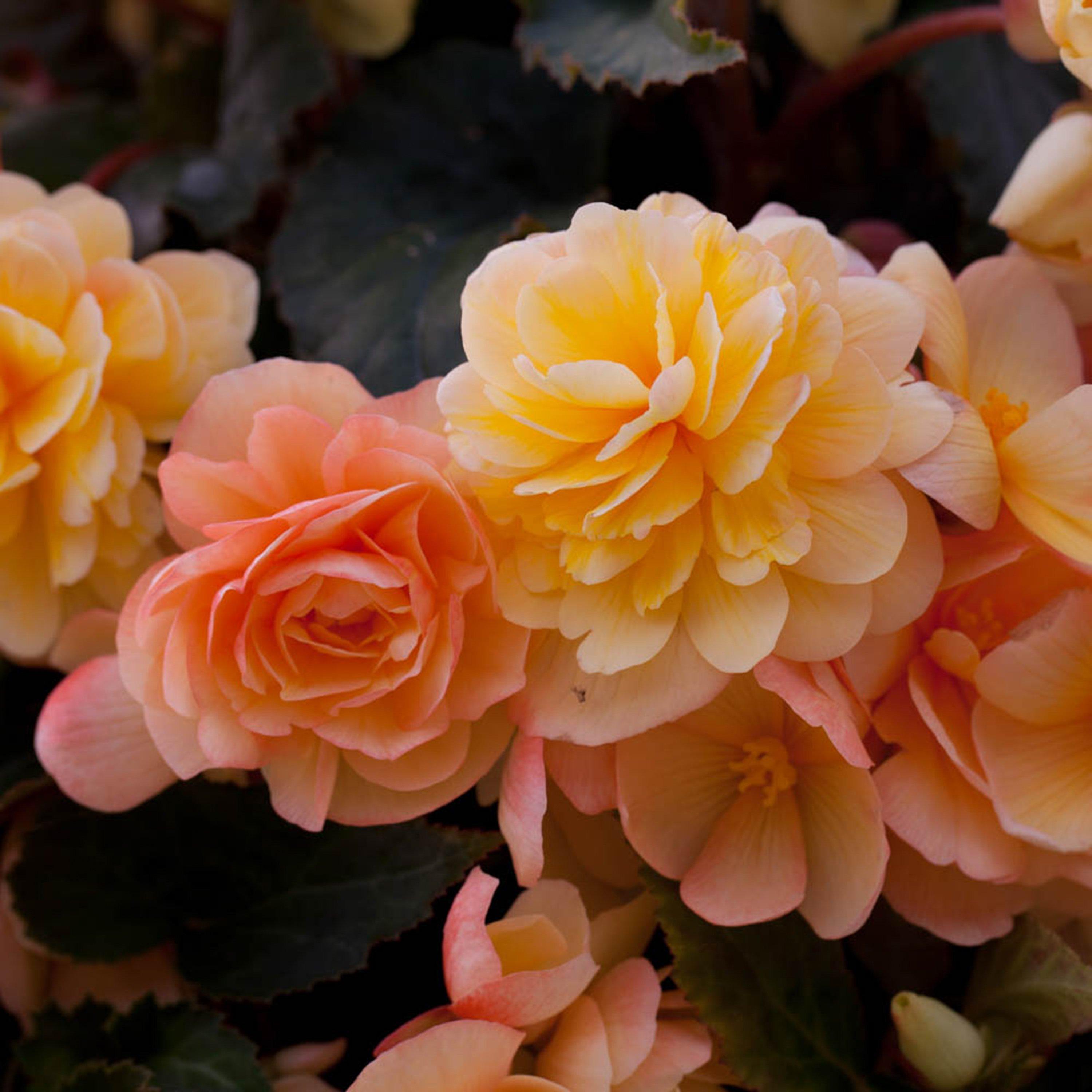 Multi - YouGarden - Begonia Apricot Fiery Shades Mix - 10 tubers - 1