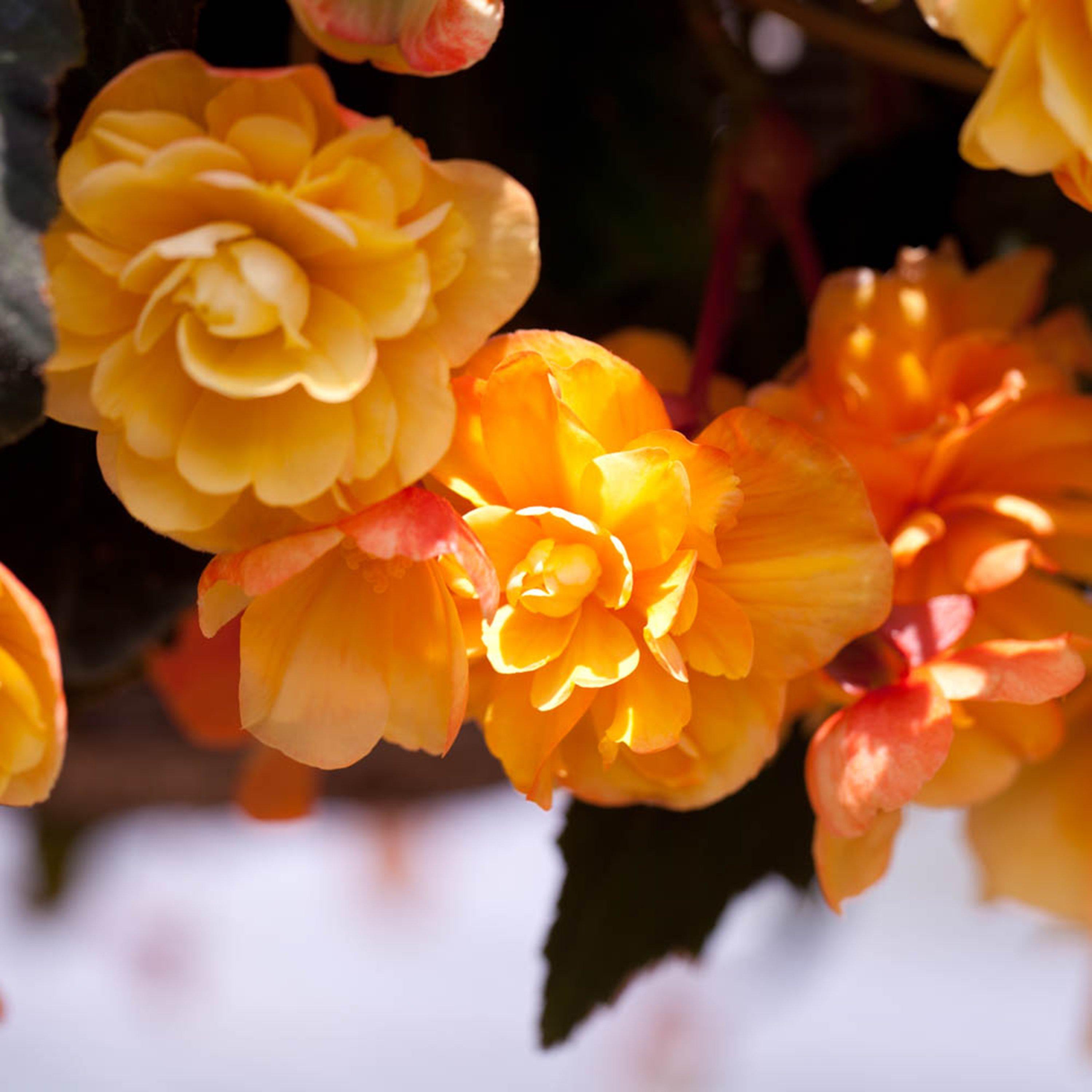 Multi - YouGarden - Begonia Apricot Fiery Shades Mix - 10 tubers - 2