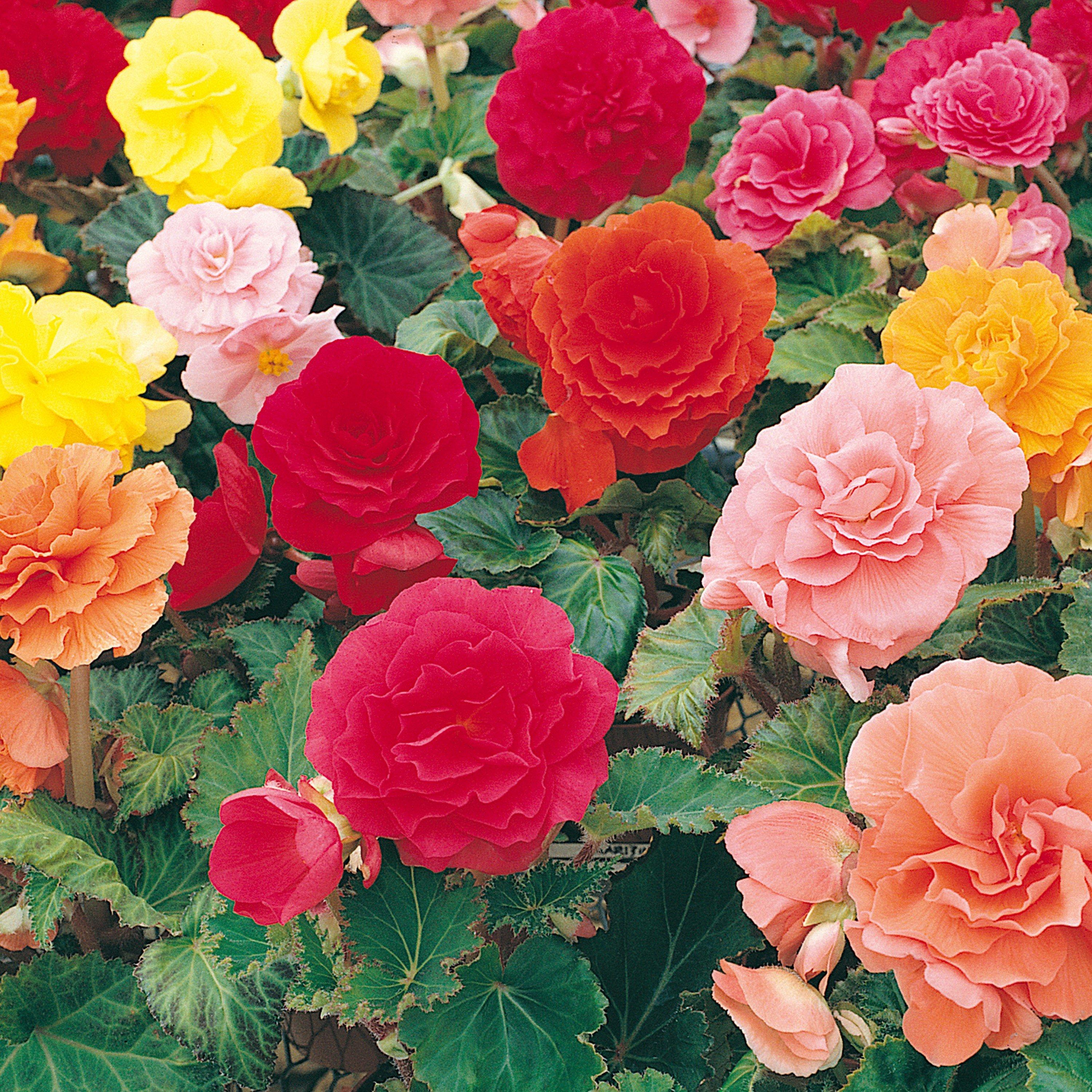 Multi - YouGarden - Begonia Non Stop - 10 tubers - 1